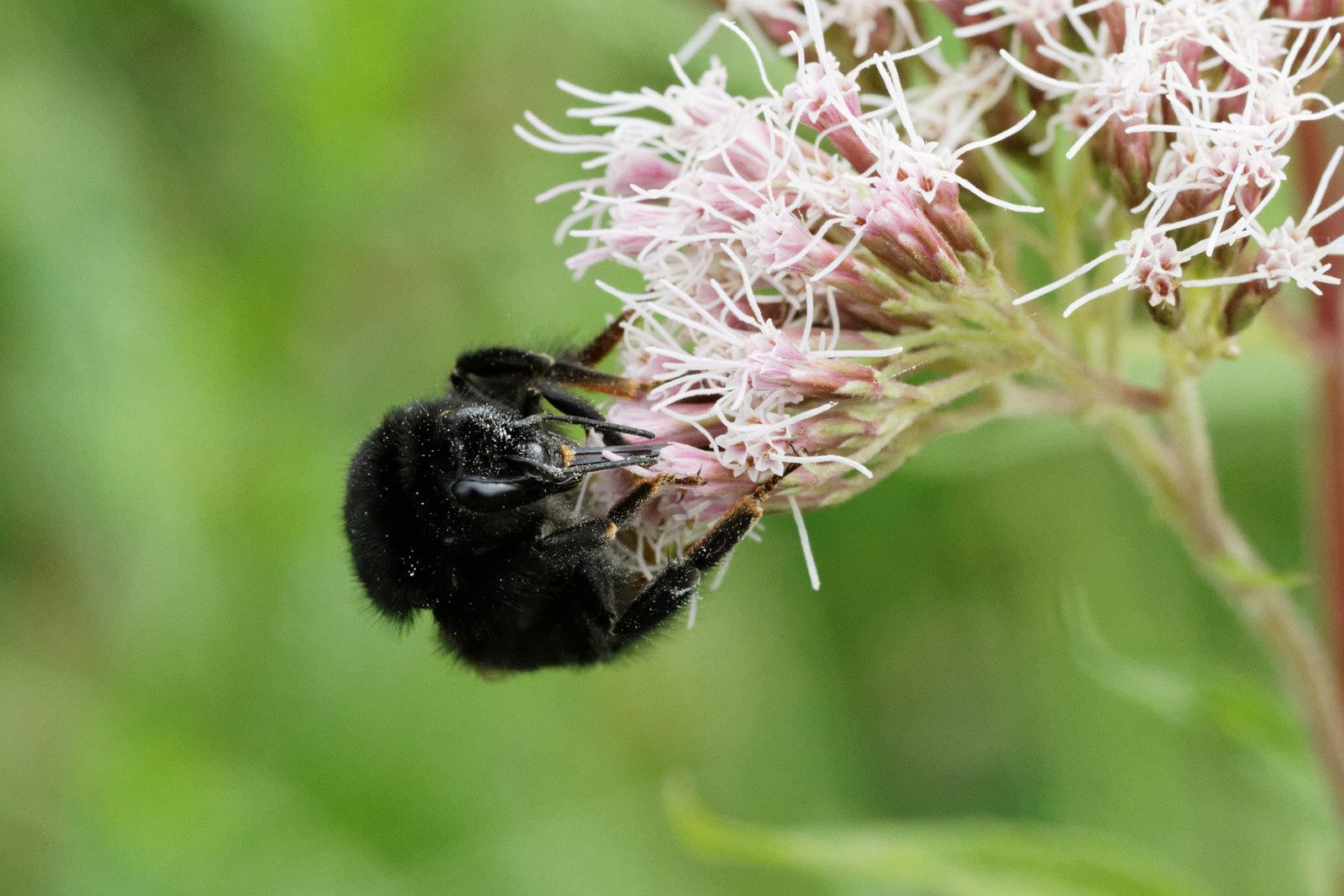 201 - Qui sont les pollinisateurs ? : 05/09/2015