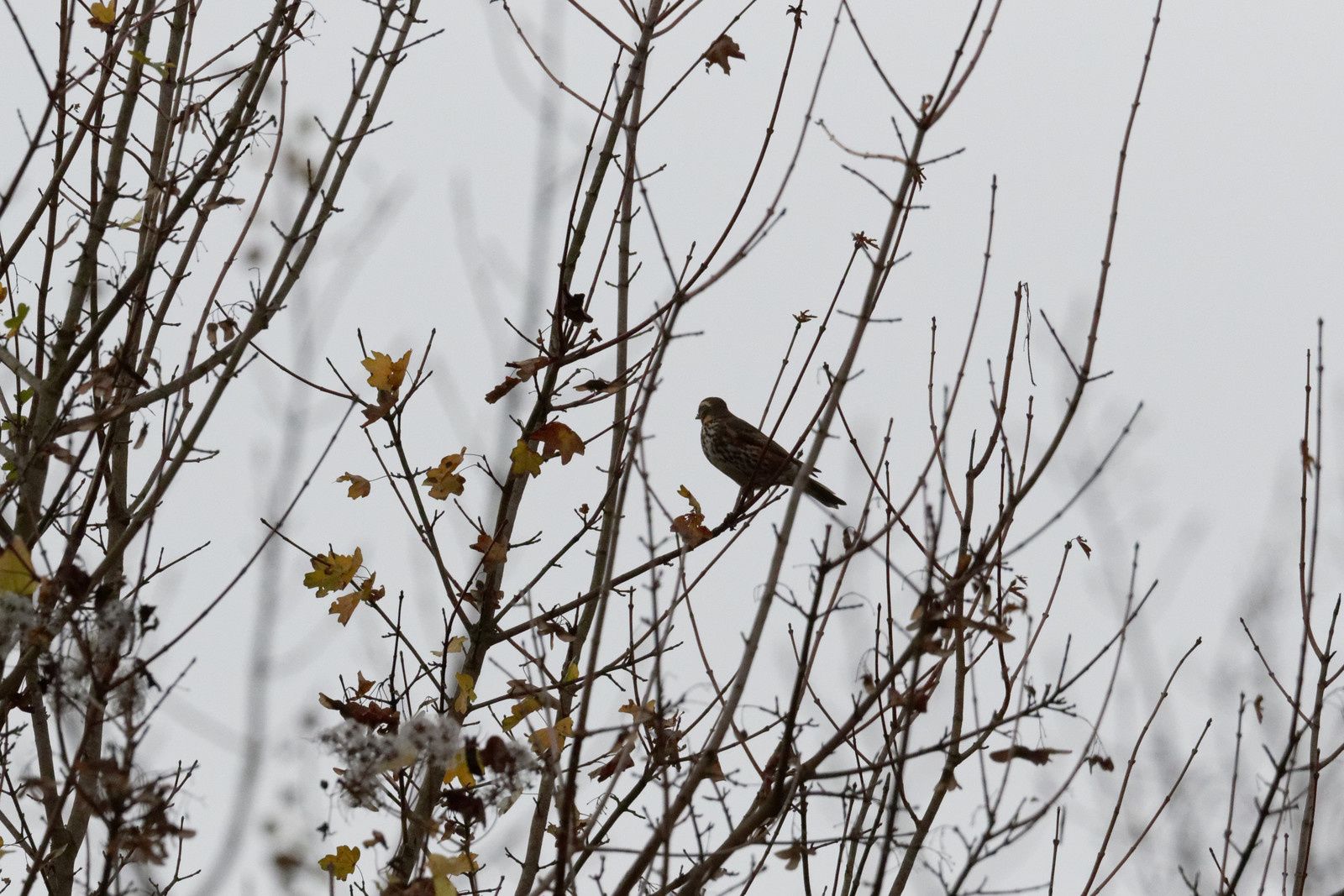 215 - Friche Ville Evrard : que d'oiseaux ! : 14/11/2015