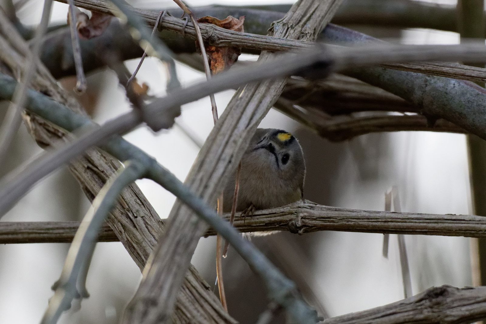 215 - Friche Ville Evrard : que d'oiseaux ! : 14/11/2015
