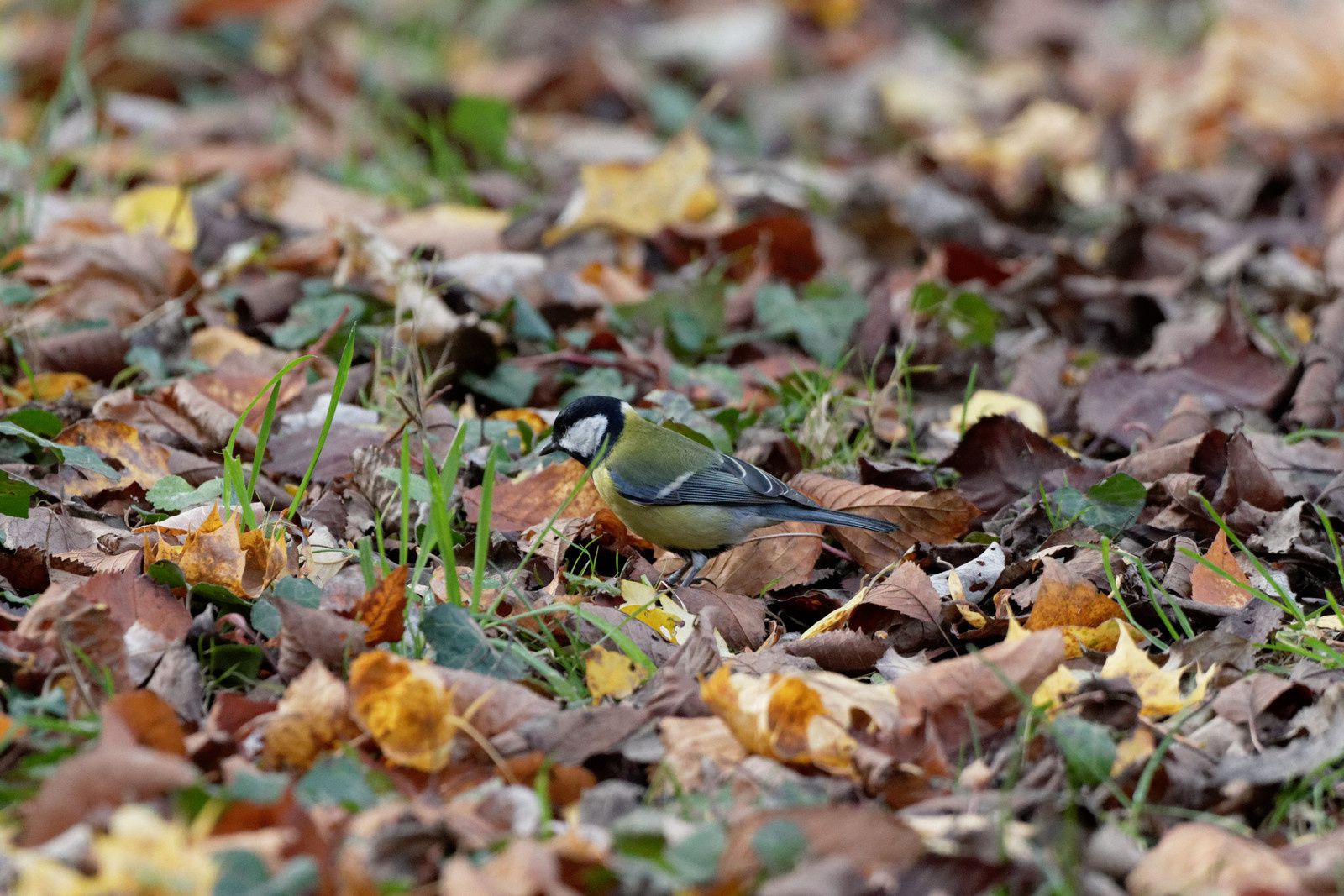 215 - Friche Ville Evrard : que d'oiseaux ! : 14/11/2015