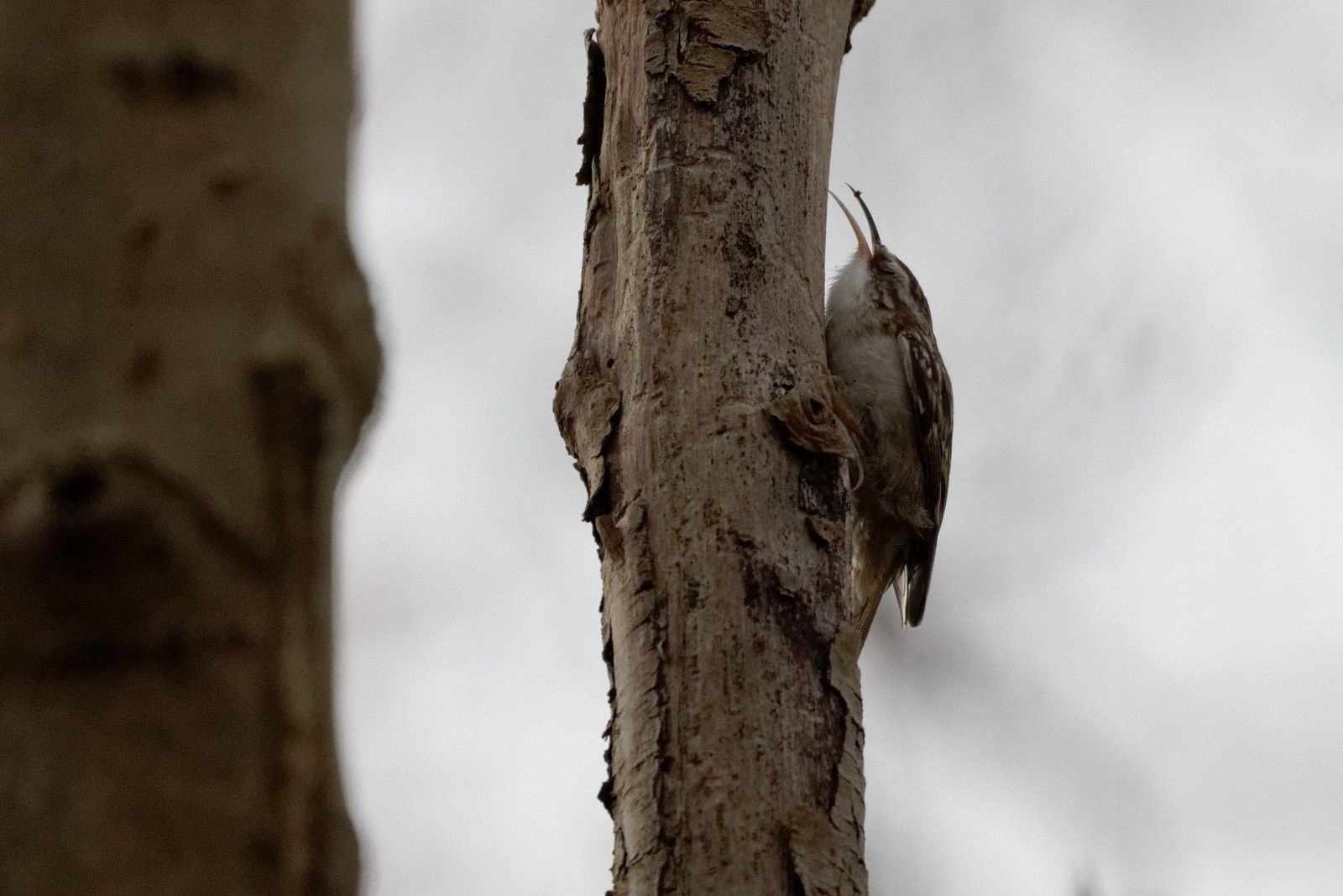 215 - Friche Ville Evrard : que d'oiseaux ! : 14/11/2015