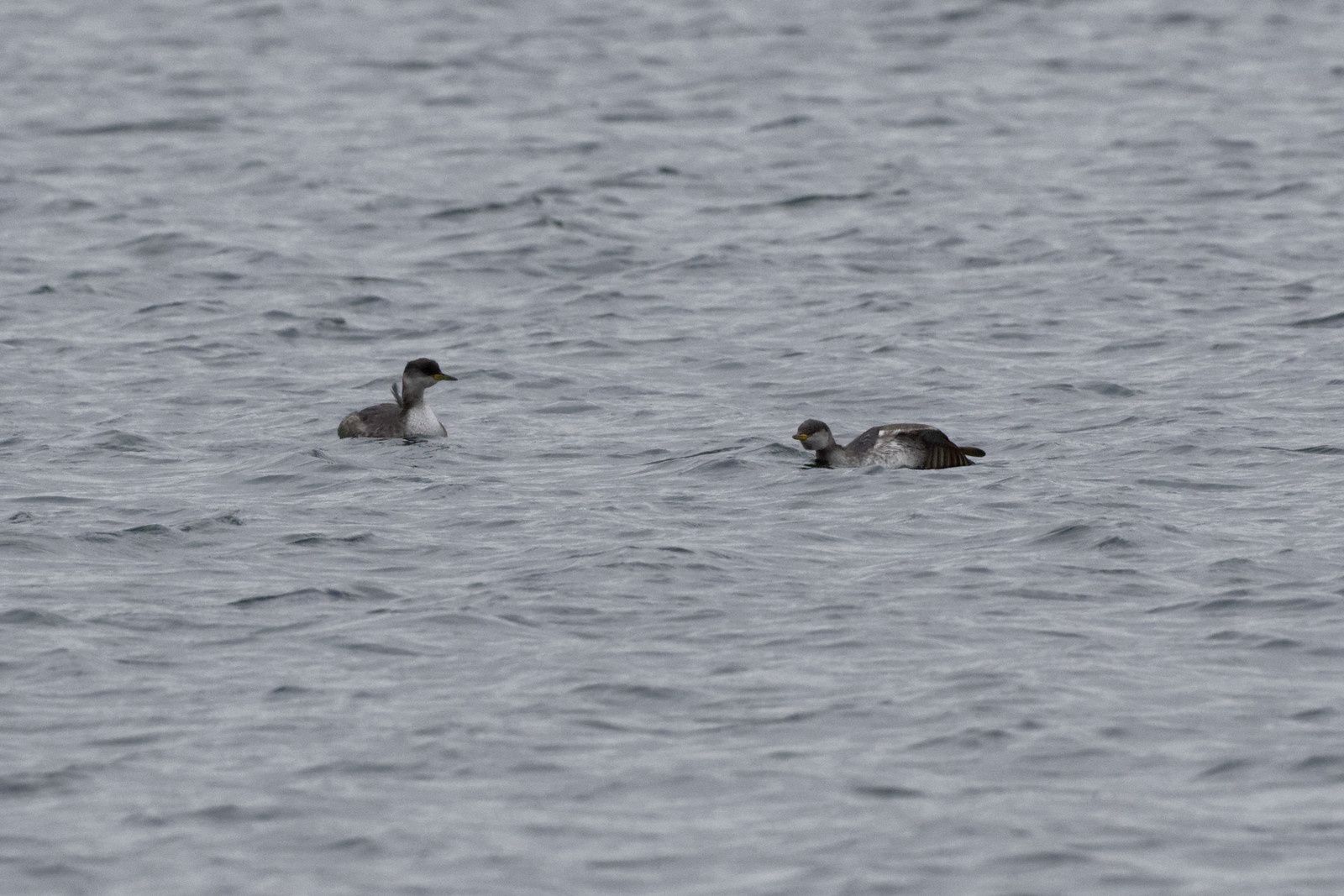 223 - 4 Grèbes pour les meilleurs voeux de 2016