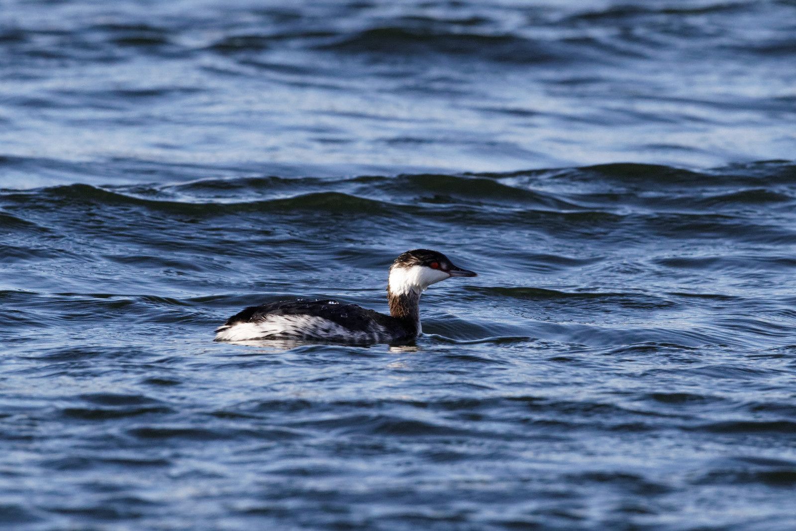 223 - 4 Grèbes pour les meilleurs voeux de 2016
