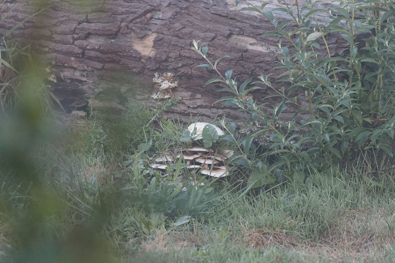 265 - Ils nous donnent RDV en 2017 ! : 01/10/2016