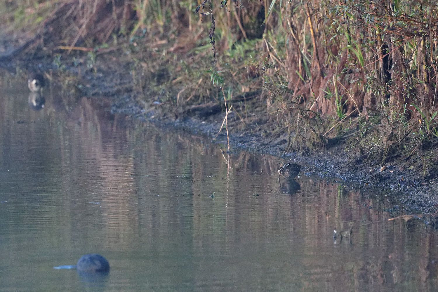 Les tâches blanches sont les Cygnes tuberculés.
