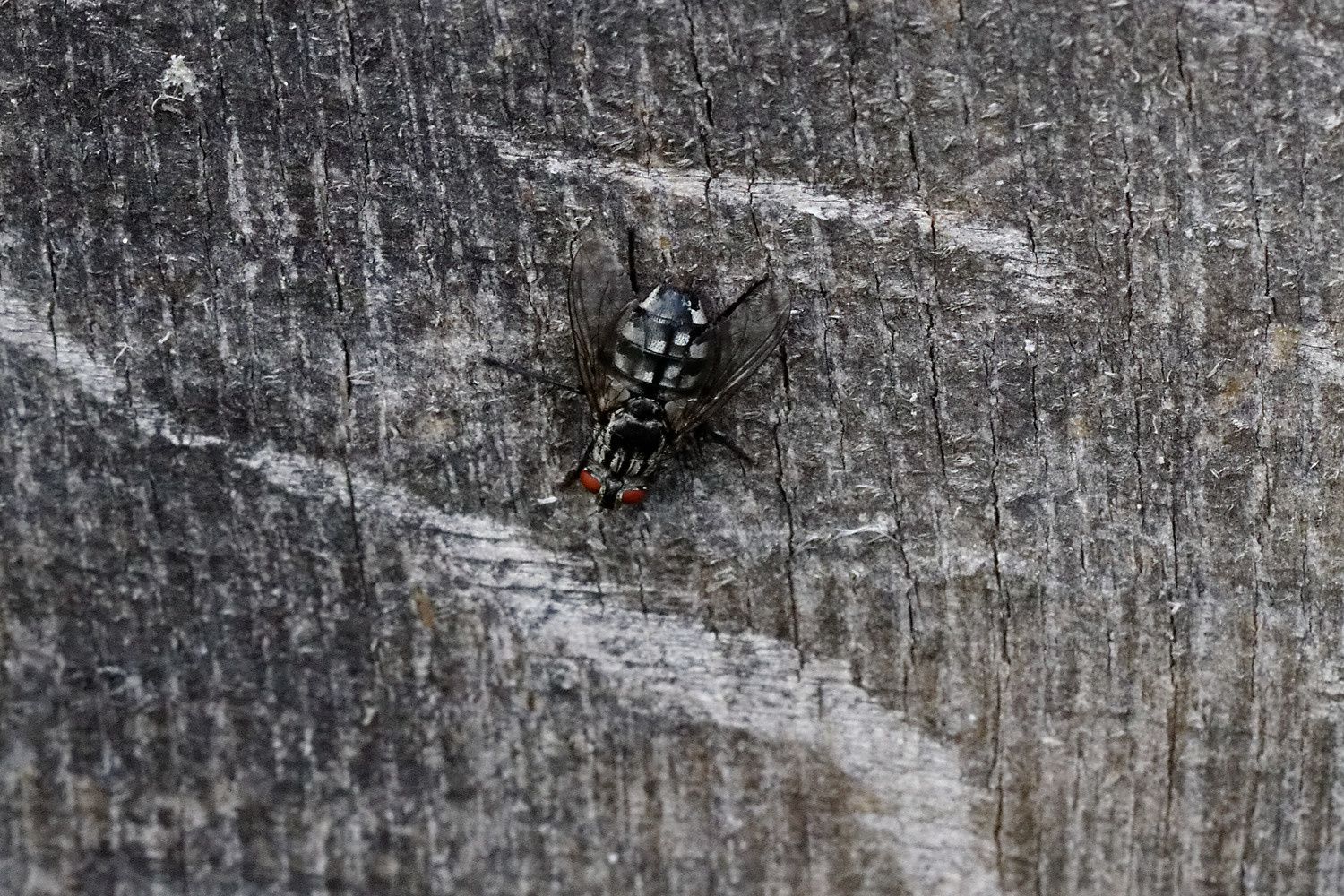 265 - Ils nous donnent RDV en 2017 ! : 01/10/2016