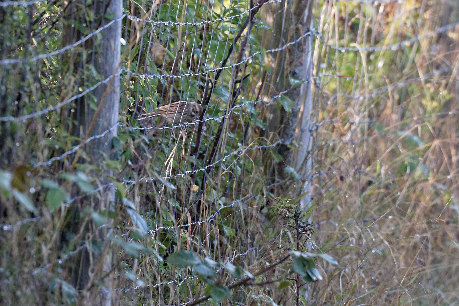 Un Bruant des roseaux en pleine friche. On sait où l'on peut les voir !