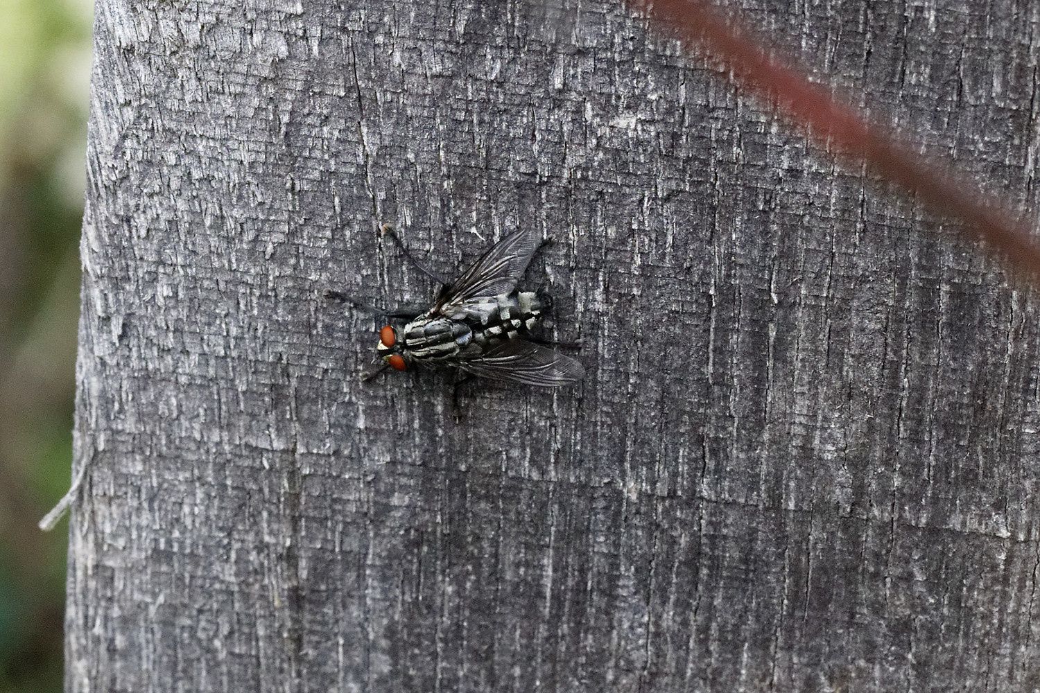 265 - Ils nous donnent RDV en 2017 ! : 01/10/2016