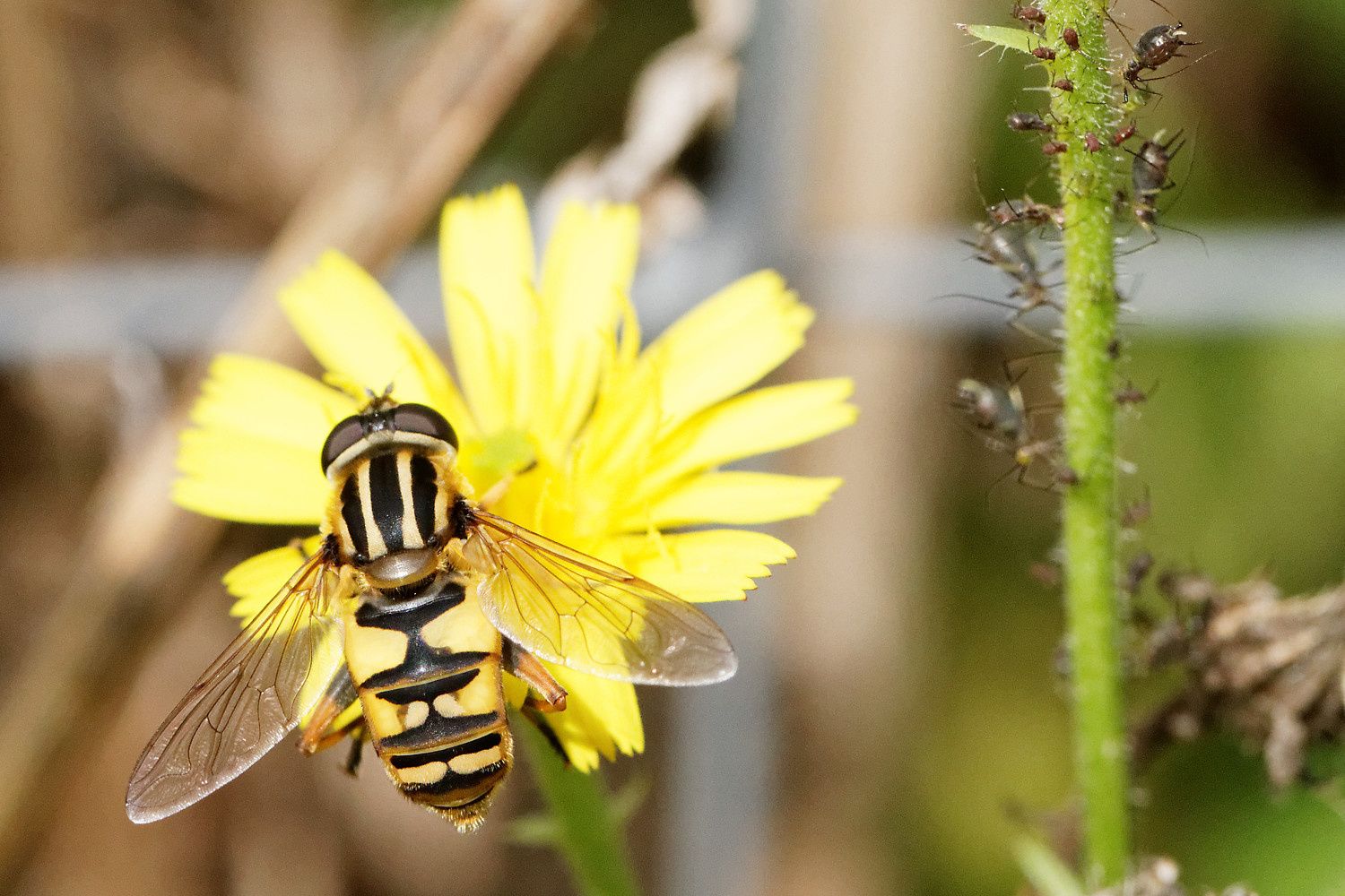 Helophilus trivittatus possible