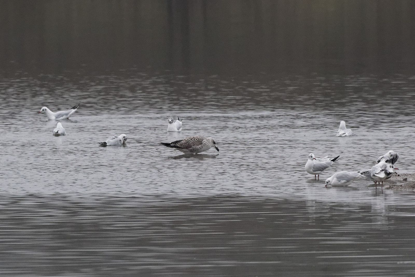 276 - Ce n'est jamais pareil, la patience fait la différence ! : 10/12/2016