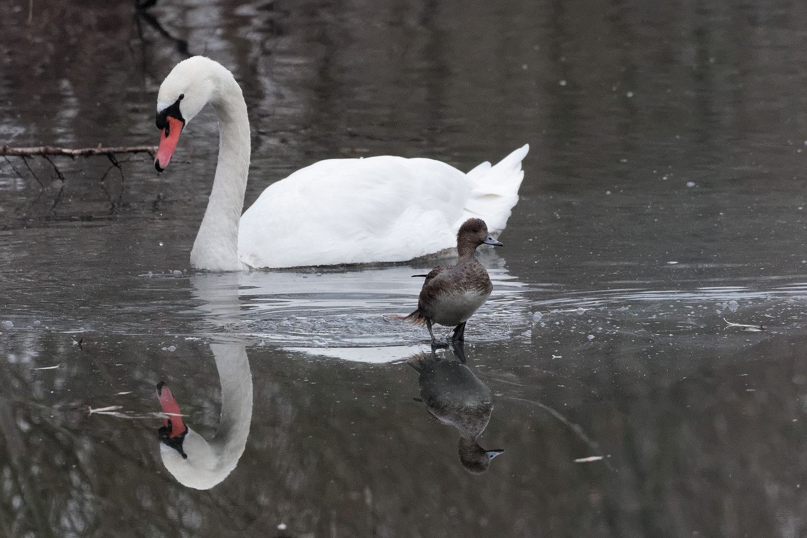 Ses doigts palmés ne l'aident pas beaucoup.