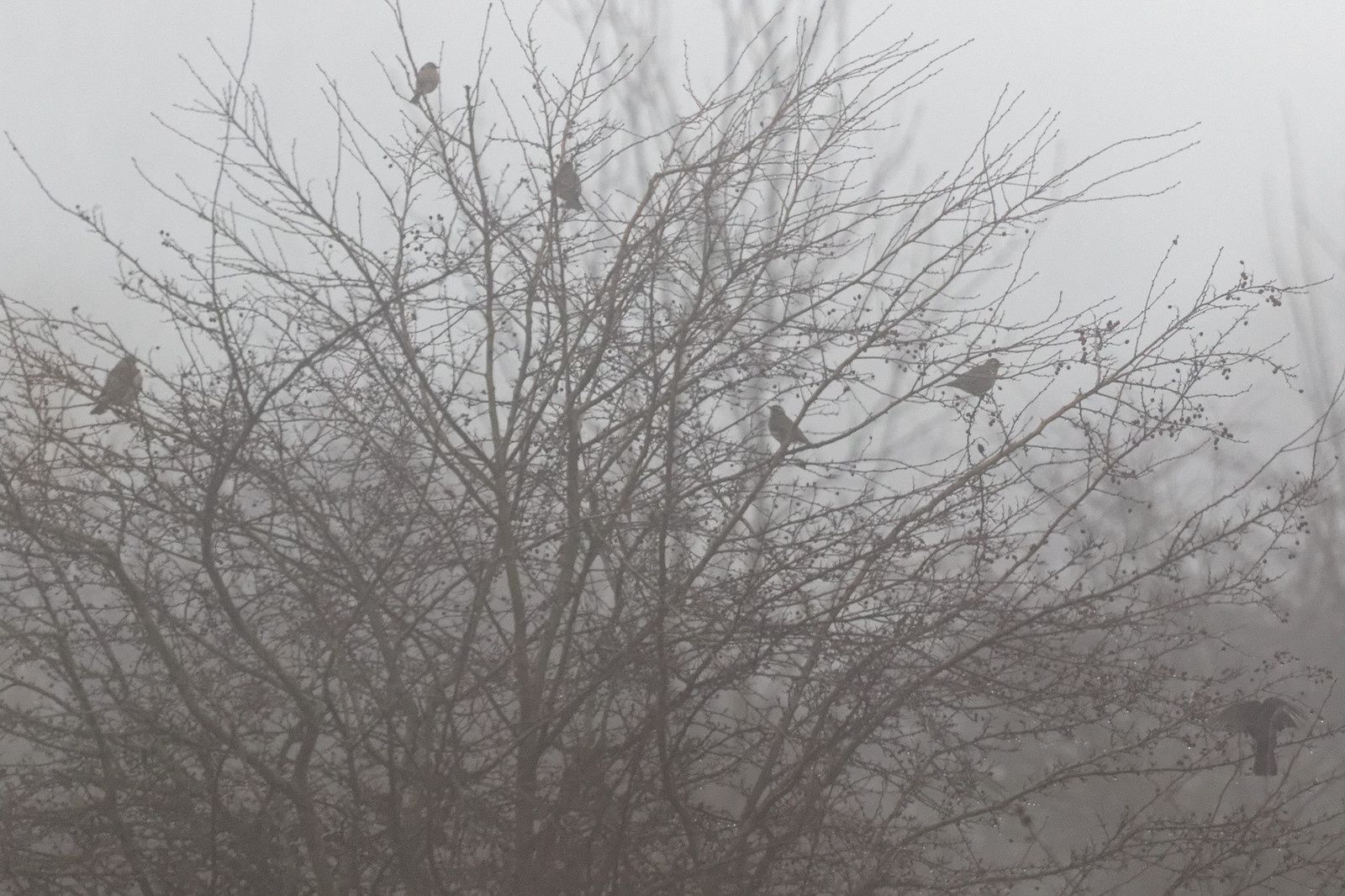 276 - Ce n'est jamais pareil, la patience fait la différence ! : 10/12/2016