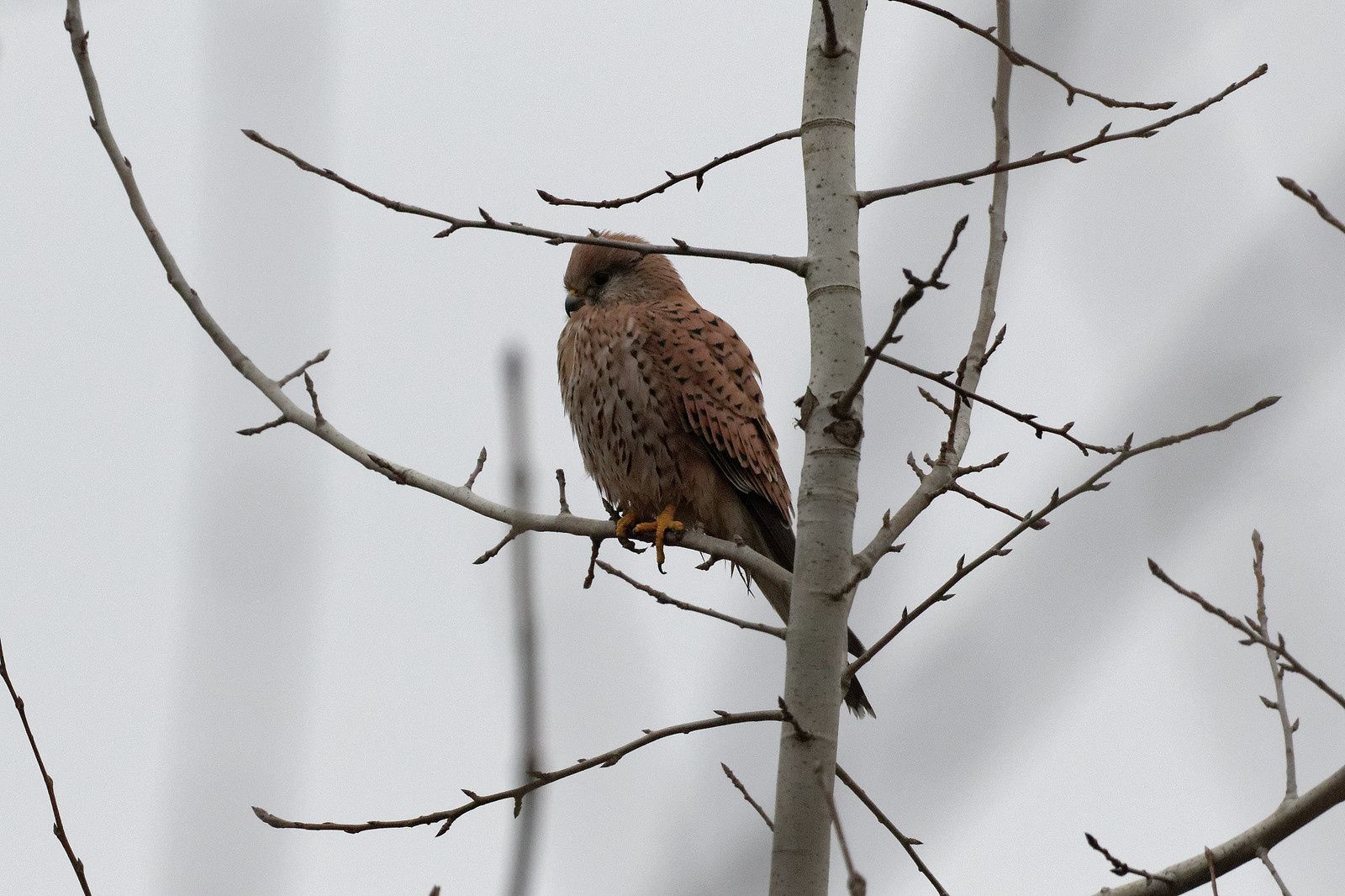 Le Faucon sait très bien où je me trouve. Un pas de plus il part...