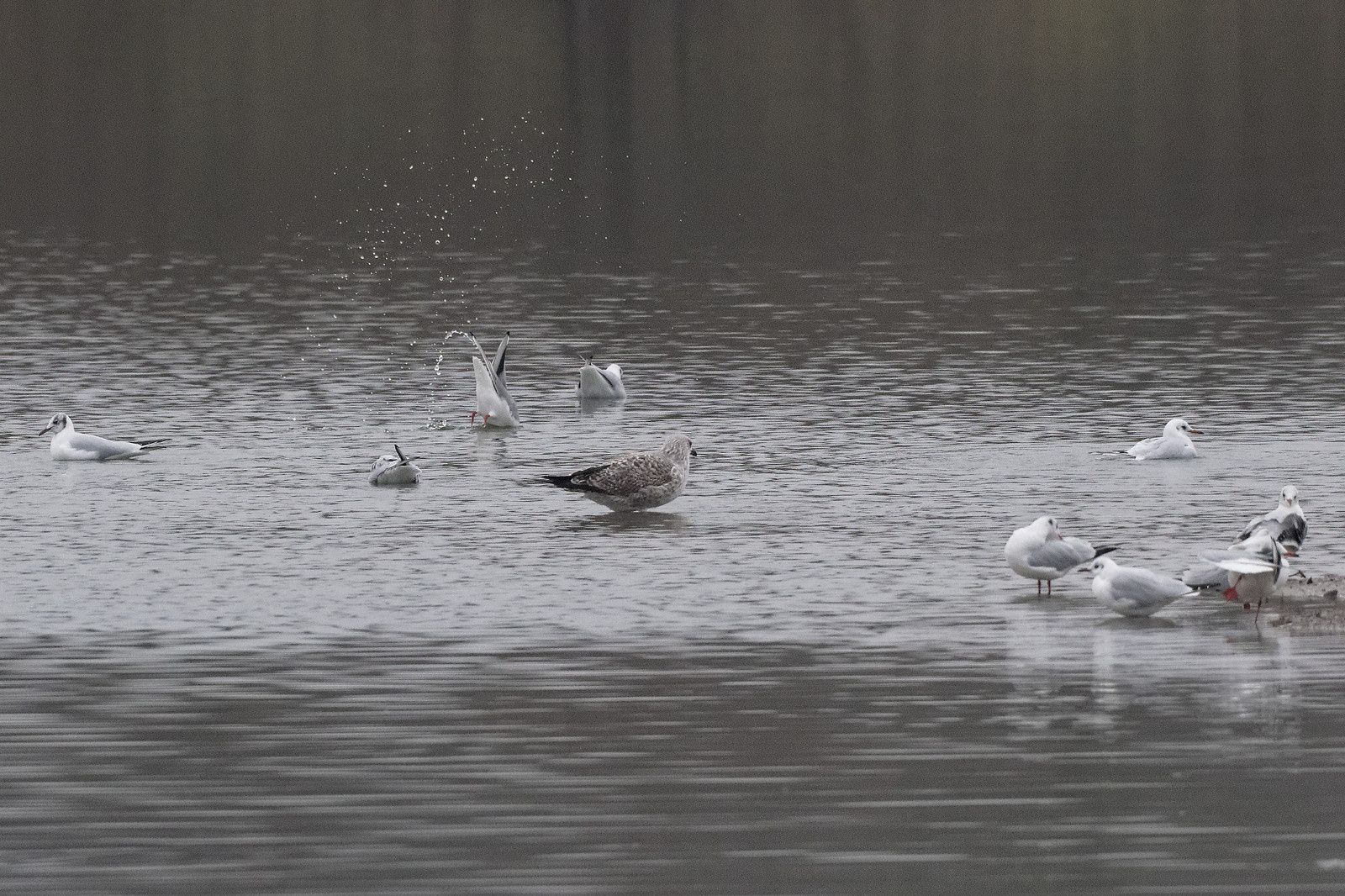 276 - Ce n'est jamais pareil, la patience fait la différence ! : 10/12/2016