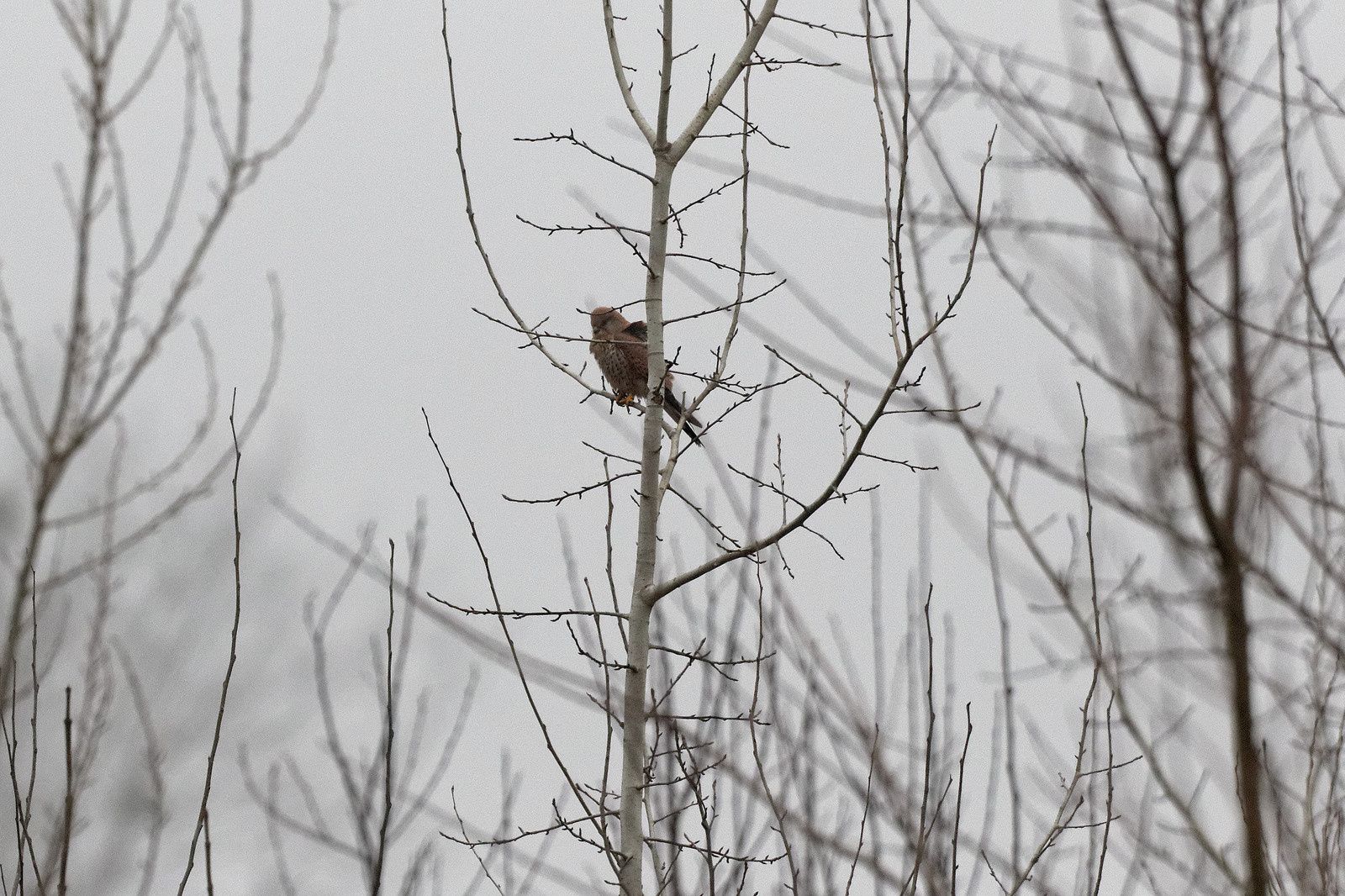 Le Faucon sait très bien où je me trouve. Un pas de plus il part...