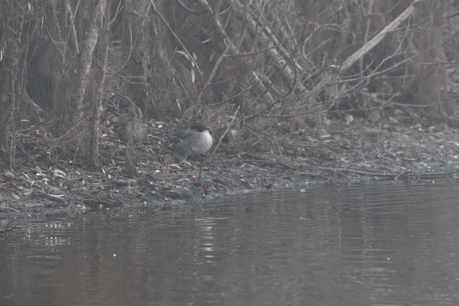 276 - Ce n'est jamais pareil, la patience fait la différence ! : 10/12/2016