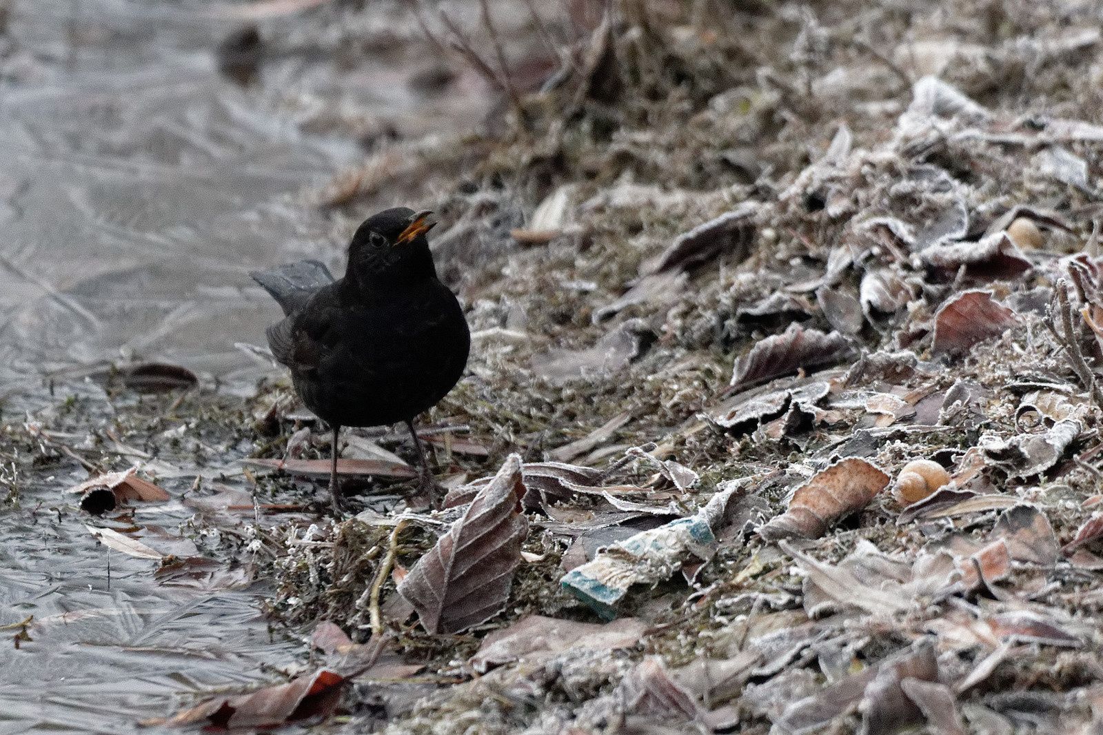 276 - Ce n'est jamais pareil, la patience fait la différence ! : 10/12/2016