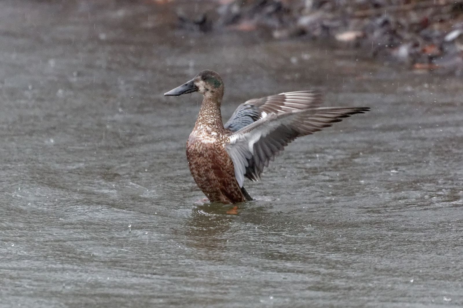 284 - Shooting in the rain ! : 04/02/2017
