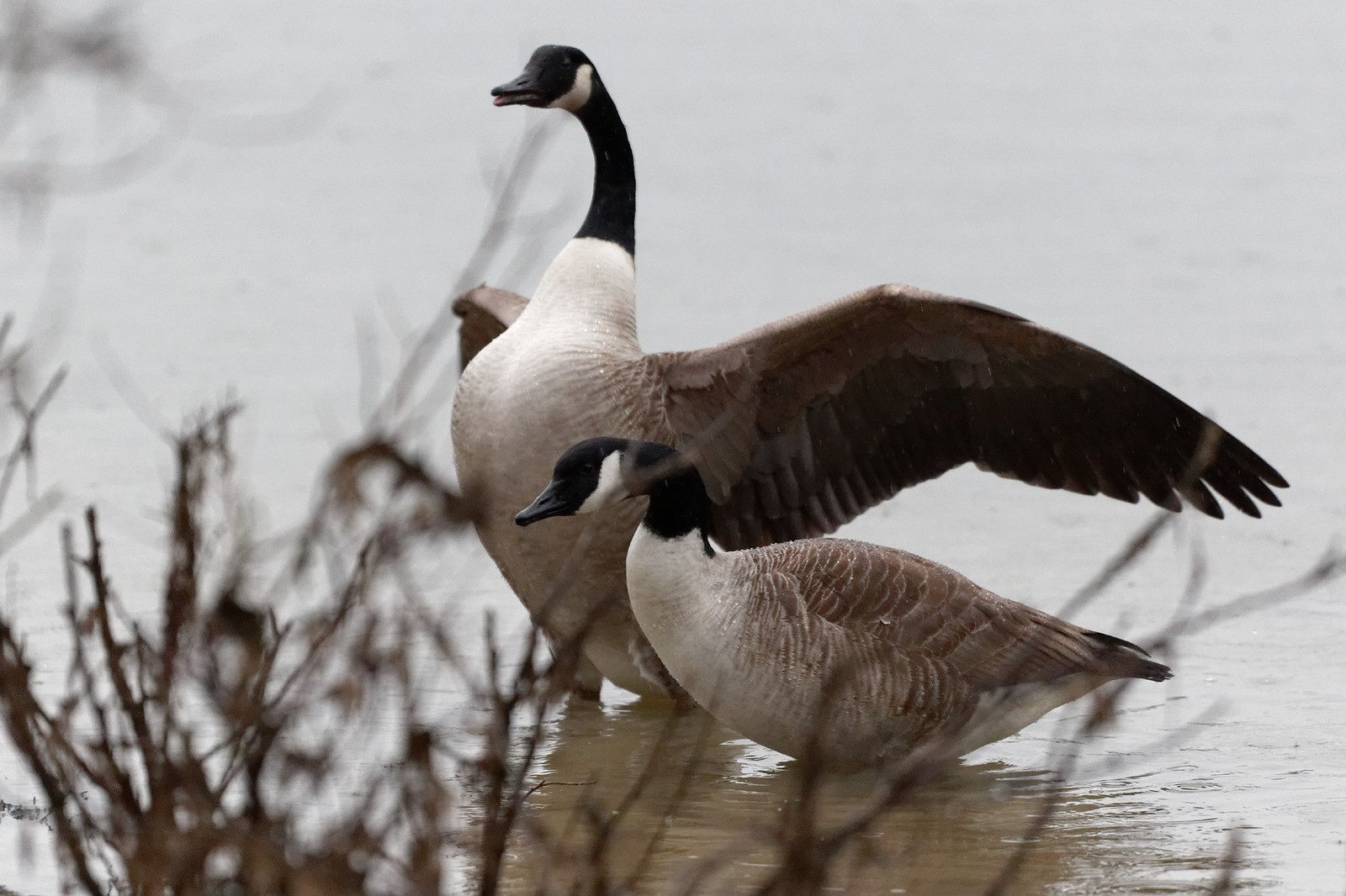 284 - Shooting in the rain ! : 04/02/2017