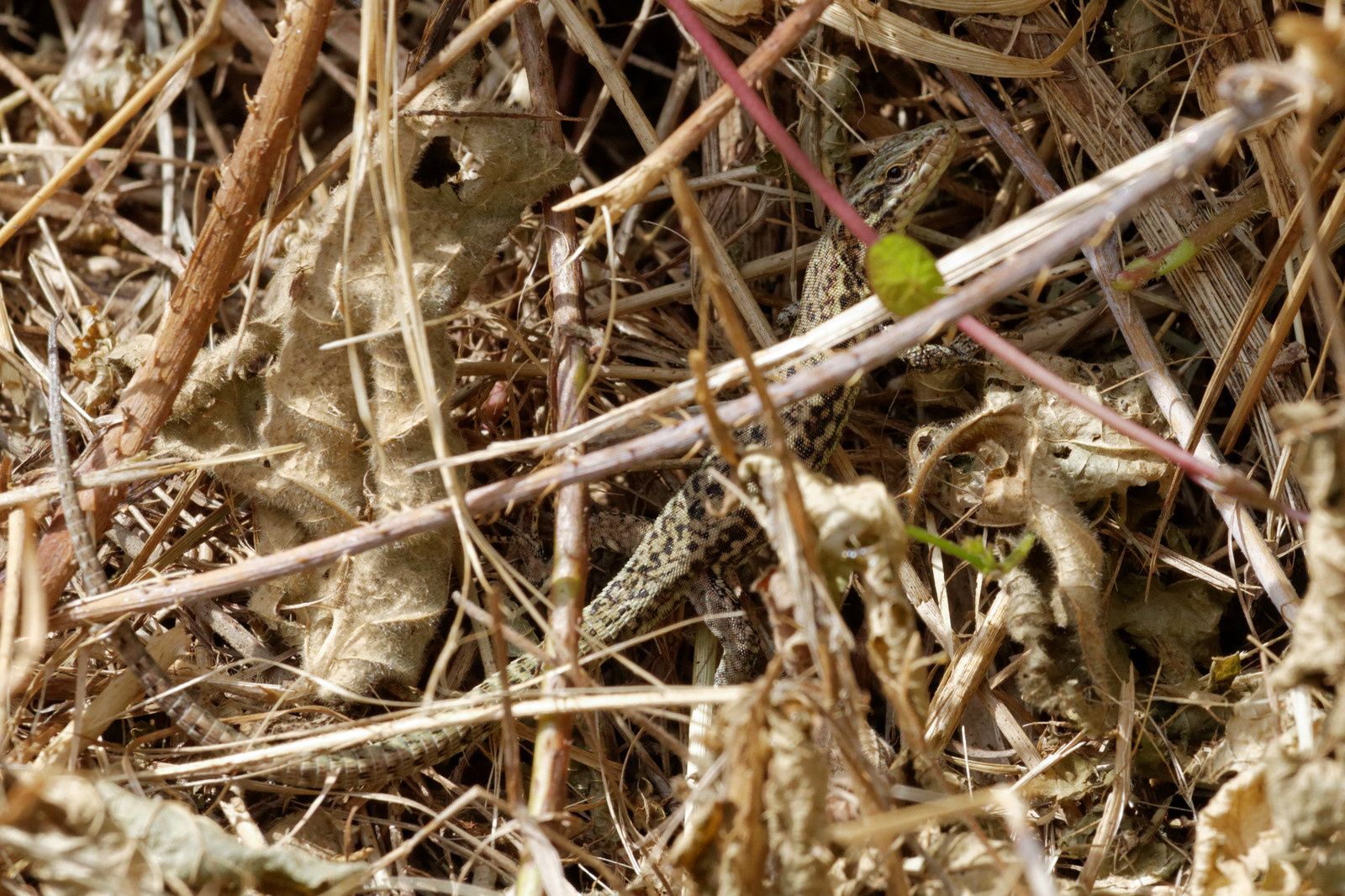 Toutes les photographies et vidéos sont protégées par le droit d'auteur. Aucune utilisation sans autorisation écrite préalable de l'auteur.
Olivier Hépiègne