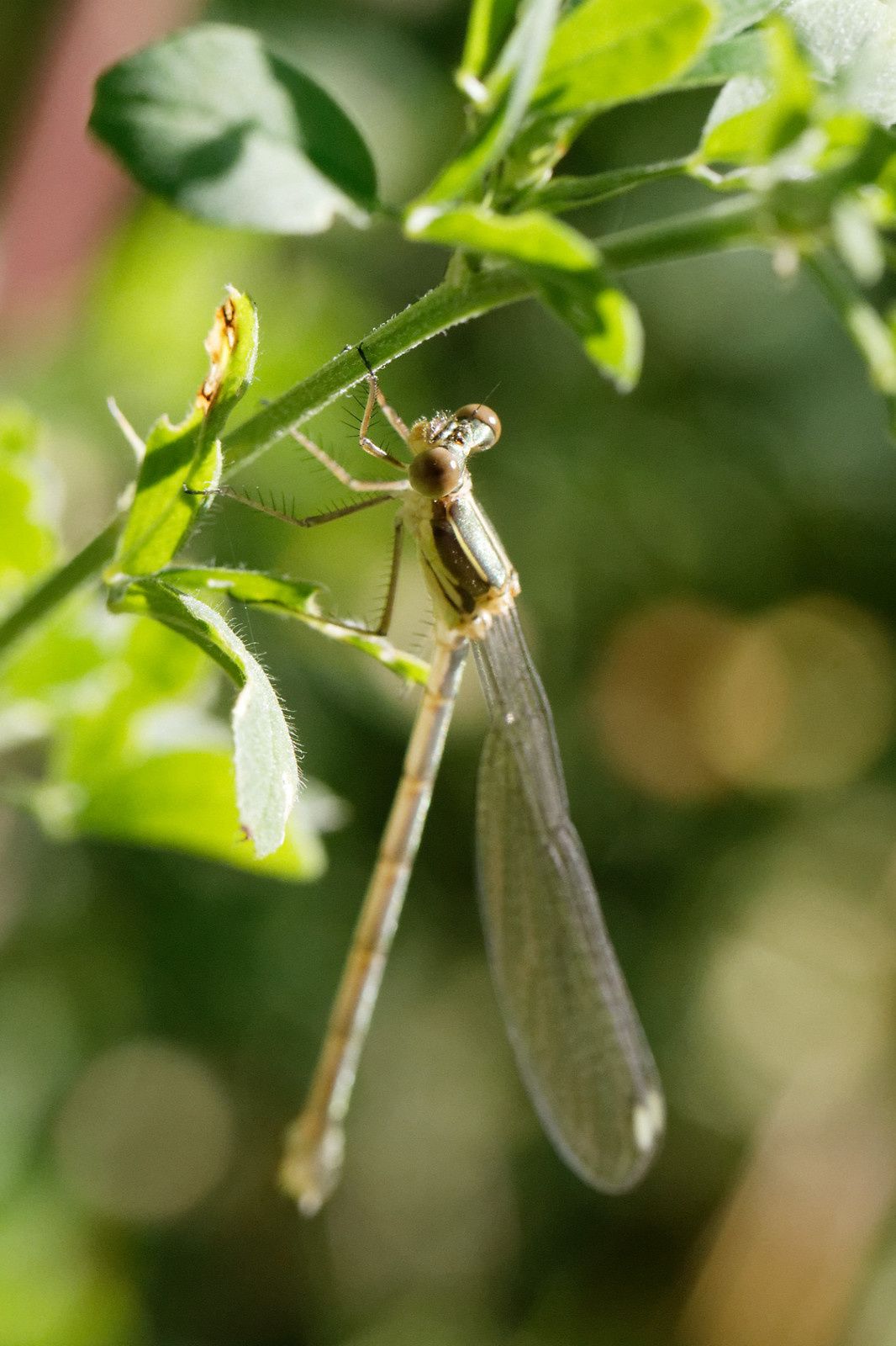 310 - Les Odonates, des êtres de zones humides à découvrir ! : 17/06/2017