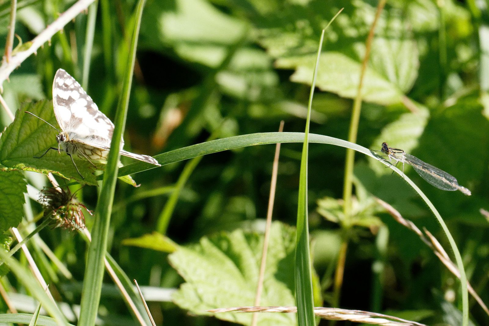 310 - Les Odonates, des êtres de zones humides à découvrir ! : 17/06/2017