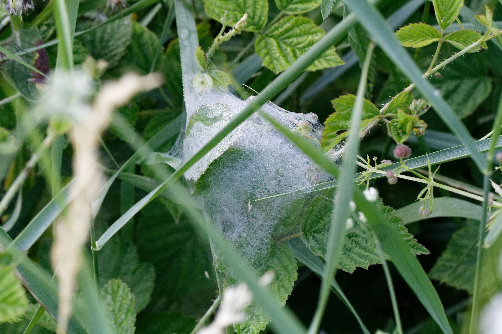 310 - Les Odonates, des êtres de zones humides à découvrir ! : 17/06/2017