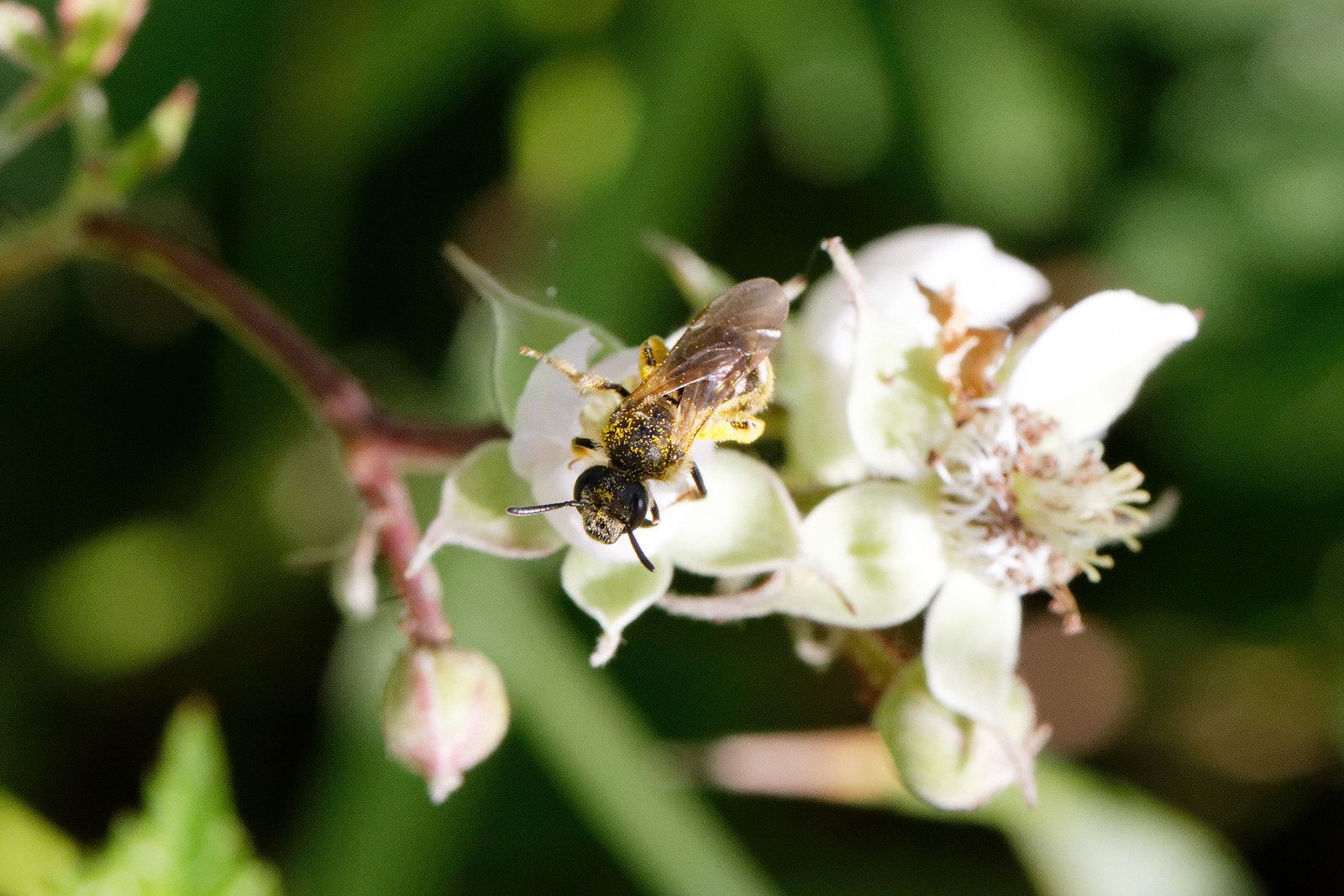 310 - Les Odonates, des êtres de zones humides à découvrir ! : 17/06/2017