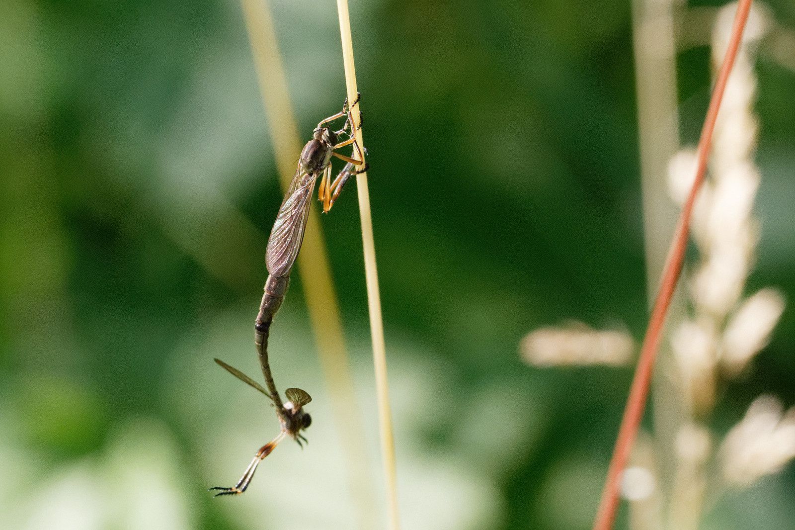 310 - Les Odonates, des êtres de zones humides à découvrir ! : 17/06/2017