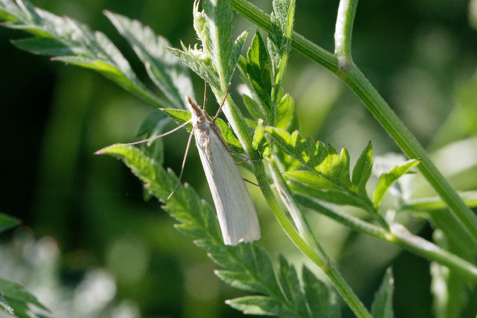 310 - Les Odonates, des êtres de zones humides à découvrir ! : 17/06/2017