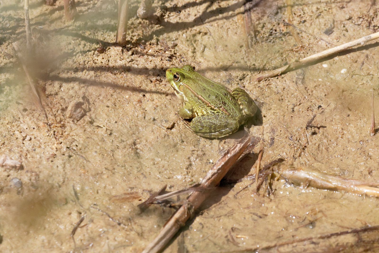 310 - Les Odonates, des êtres de zones humides à découvrir ! : 17/06/2017