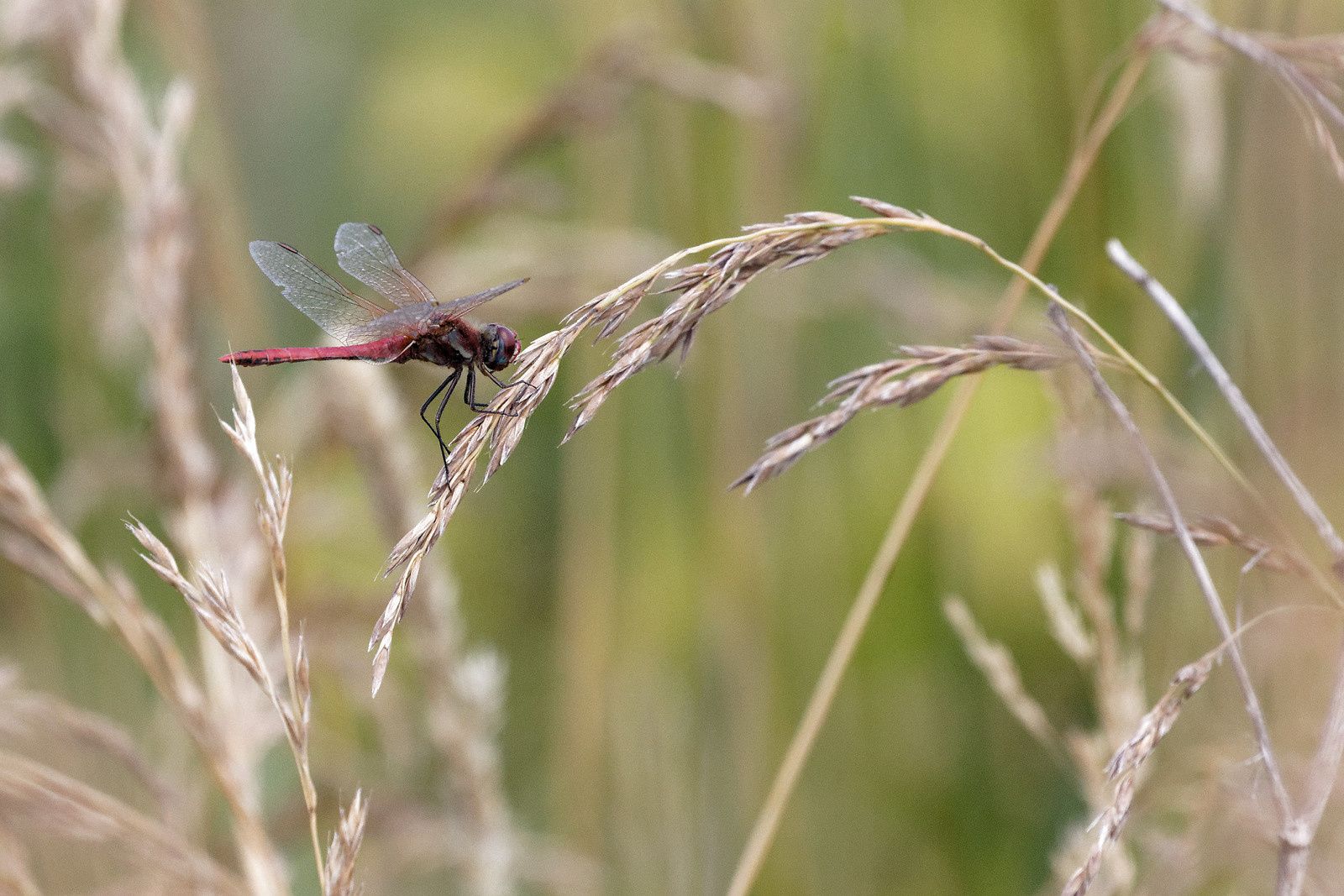 310 - Les Odonates, des êtres de zones humides à découvrir ! : 17/06/2017