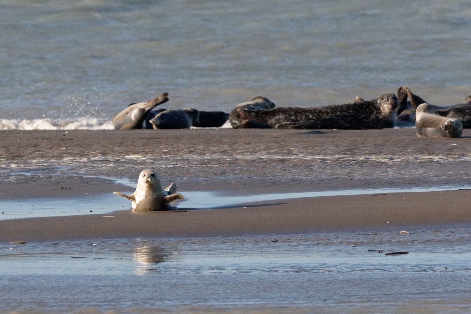 339 - Excitation, fascination et ... admiration ! 22/11/2017