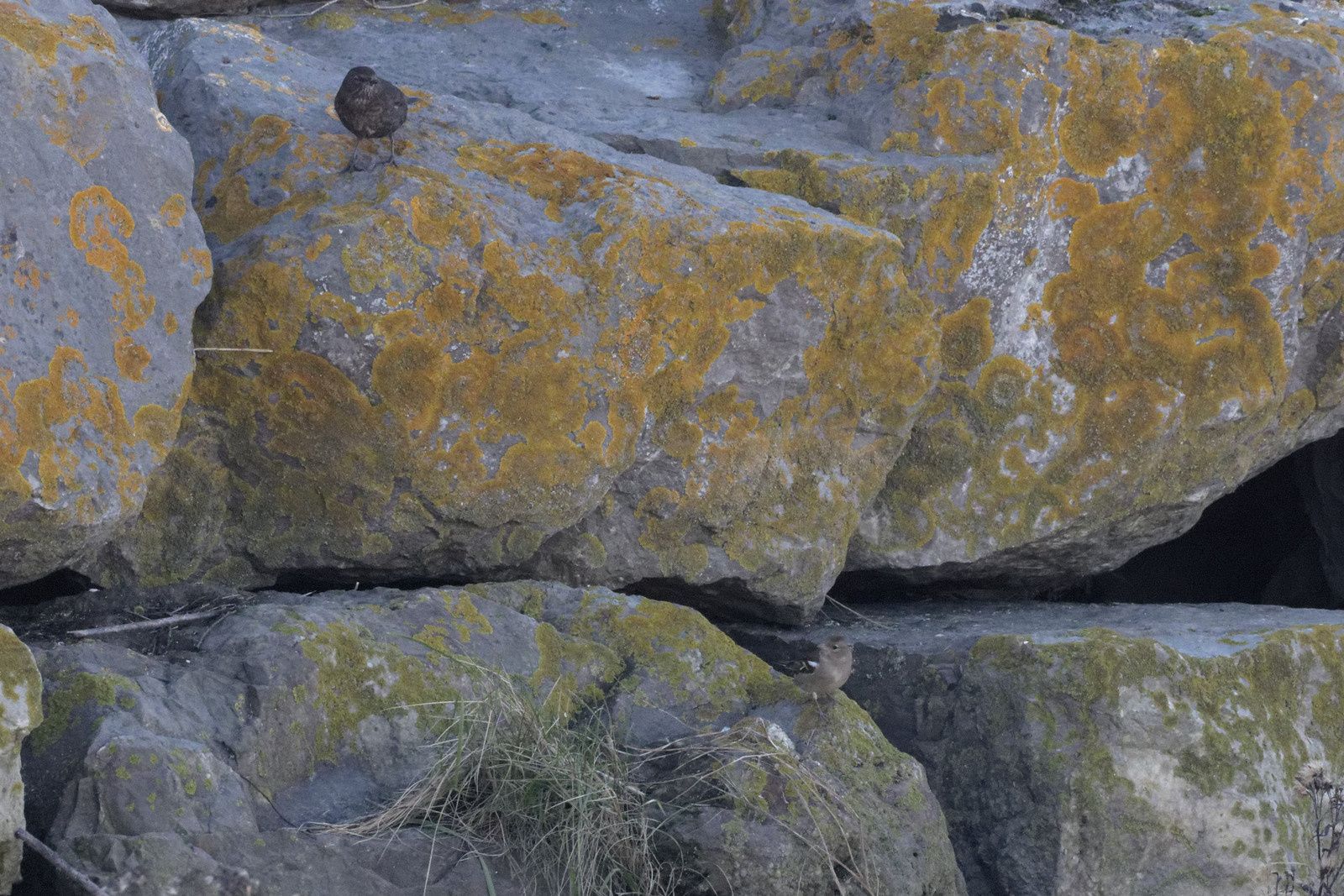 Merle noir et Pinson des arbres