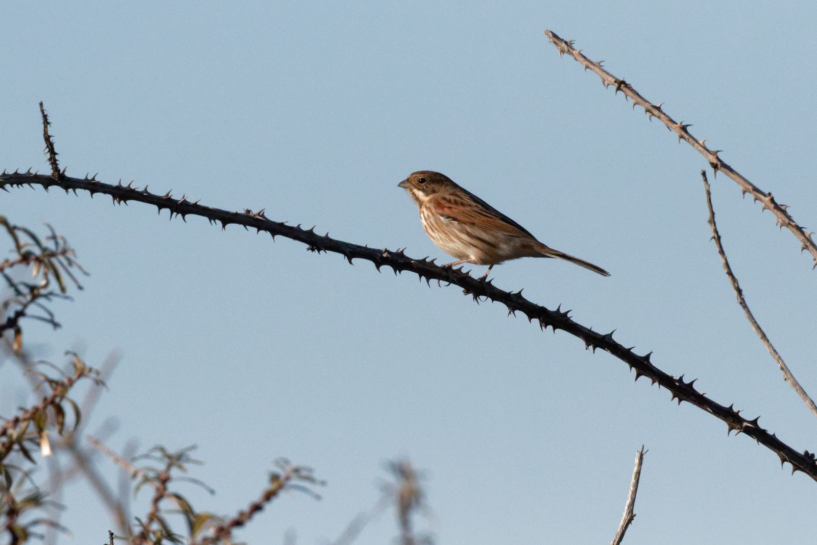 Madame Bruant des roseaux