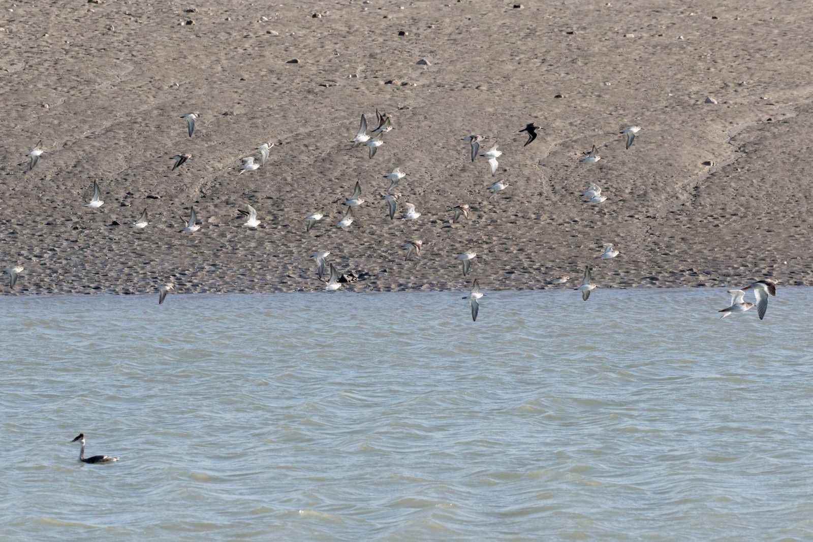 Floppée de Bécasseaux variables et deux Bécasseaux minutes se nourrissent sur la plage.