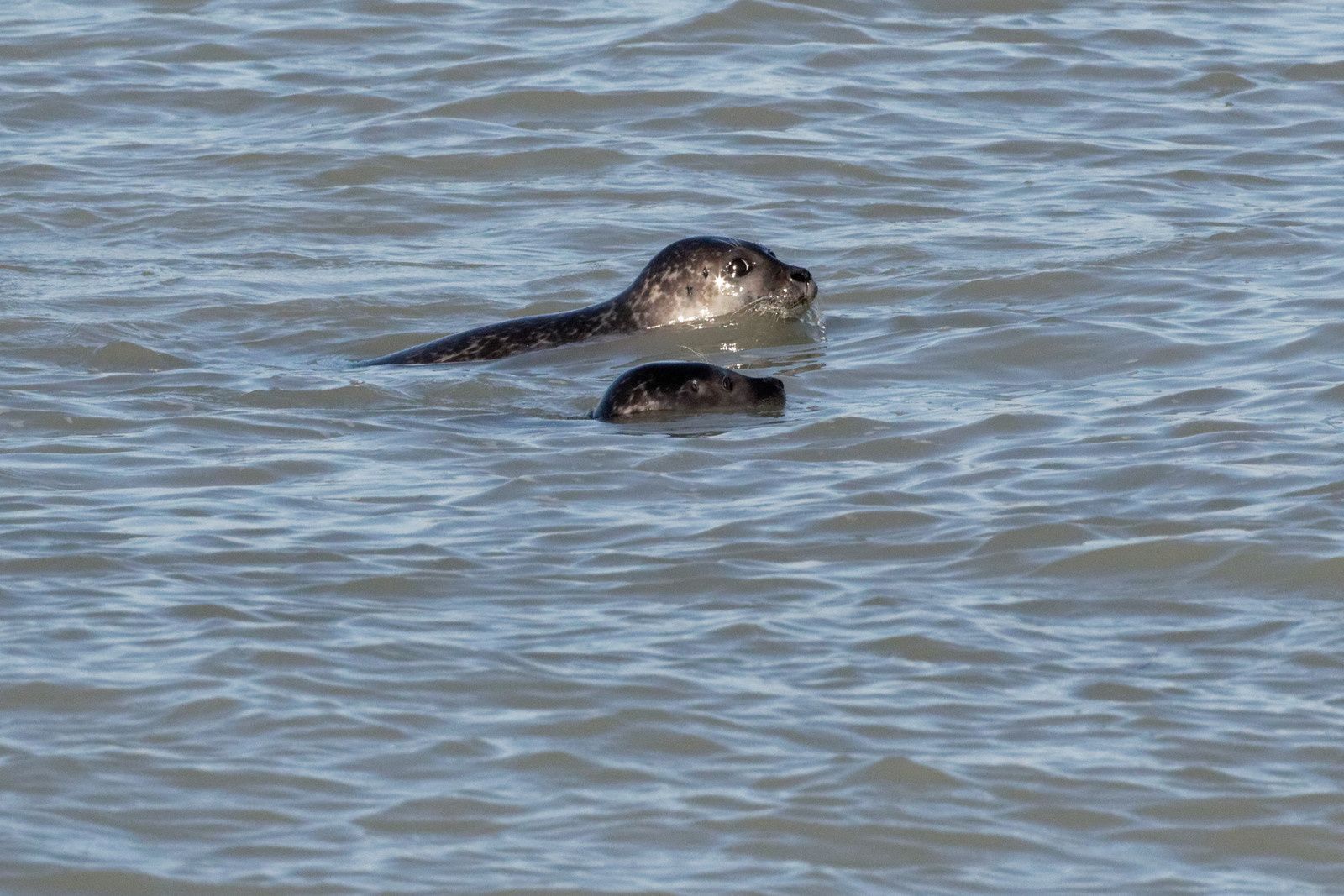 Phoques veaux-marins