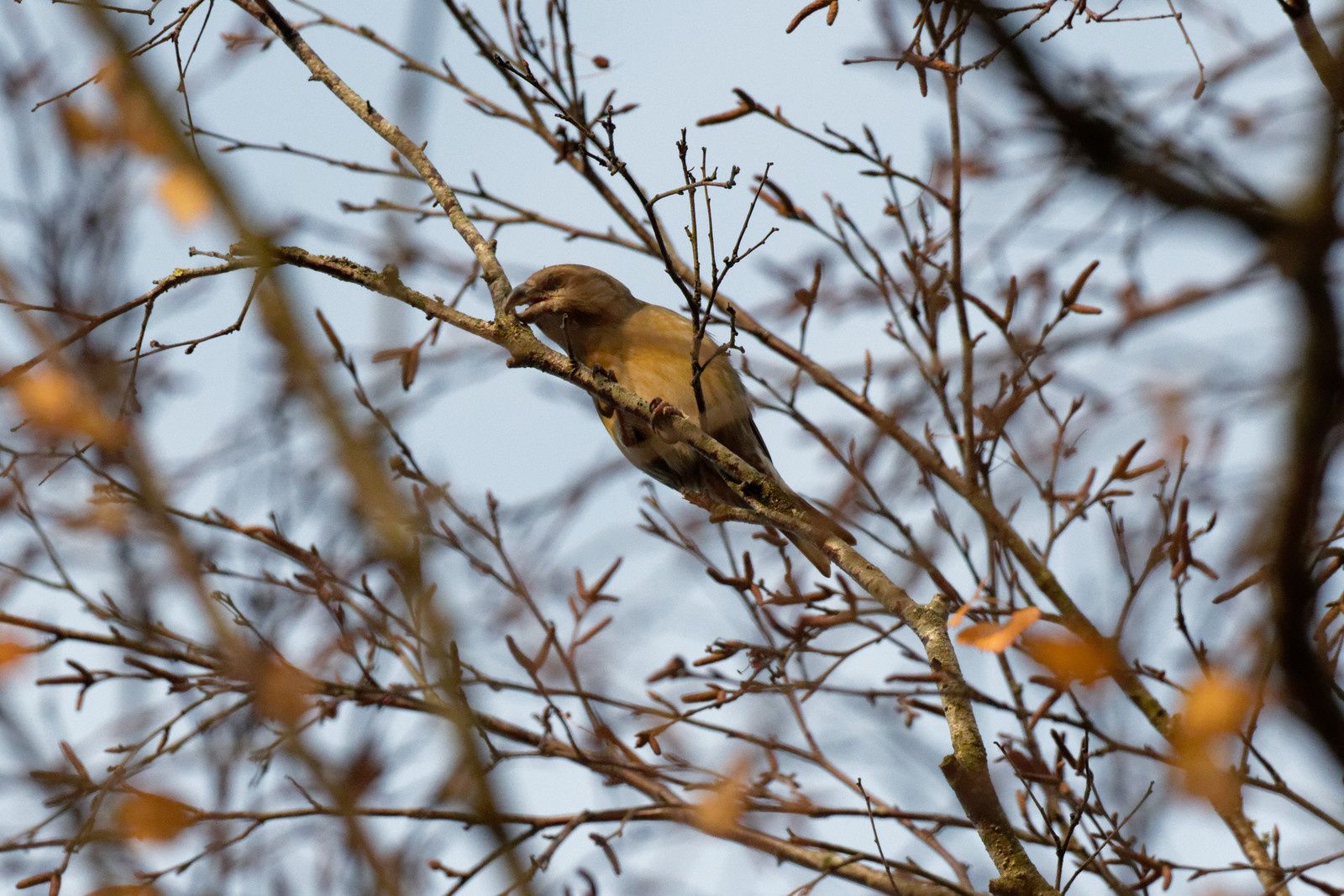 339 - Excitation, fascination et ... admiration ! 22/11/2017