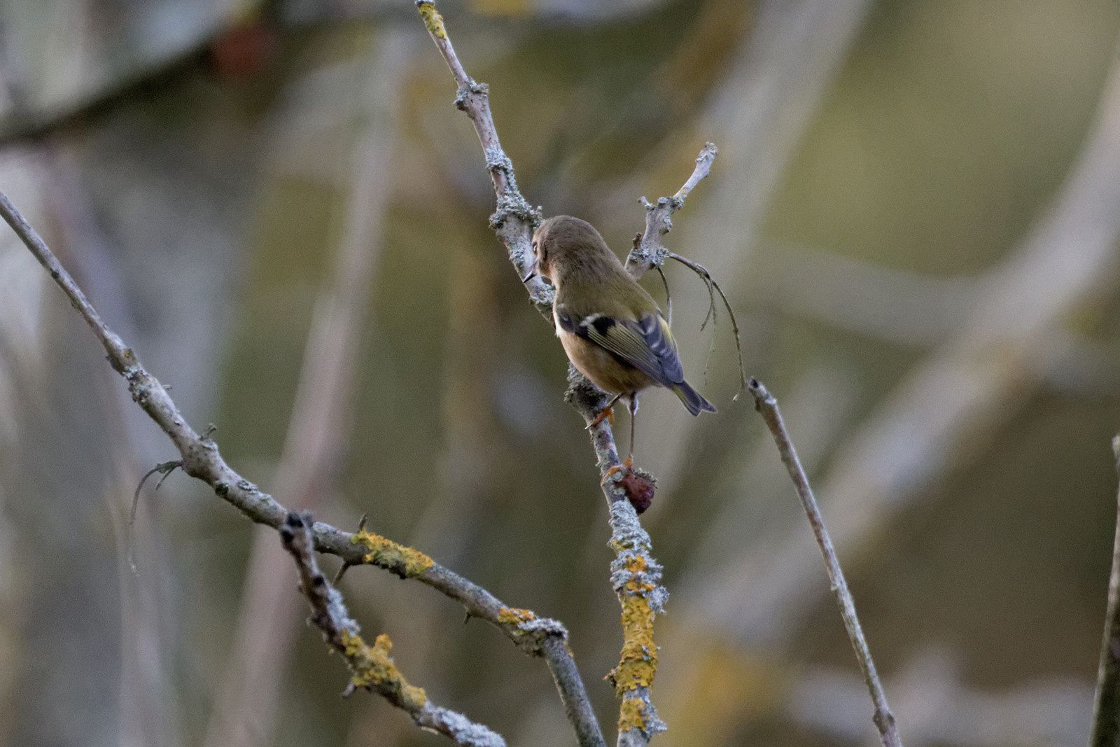 339 - Excitation, fascination et ... admiration ! 22/11/2017
