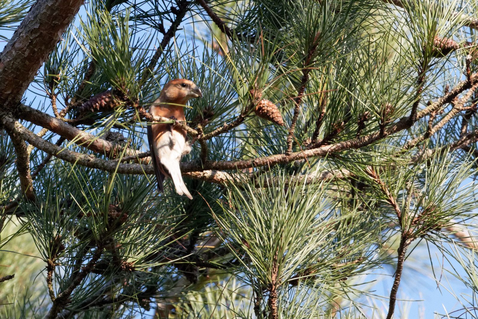 339 - Excitation, fascination et ... admiration ! 22/11/2017