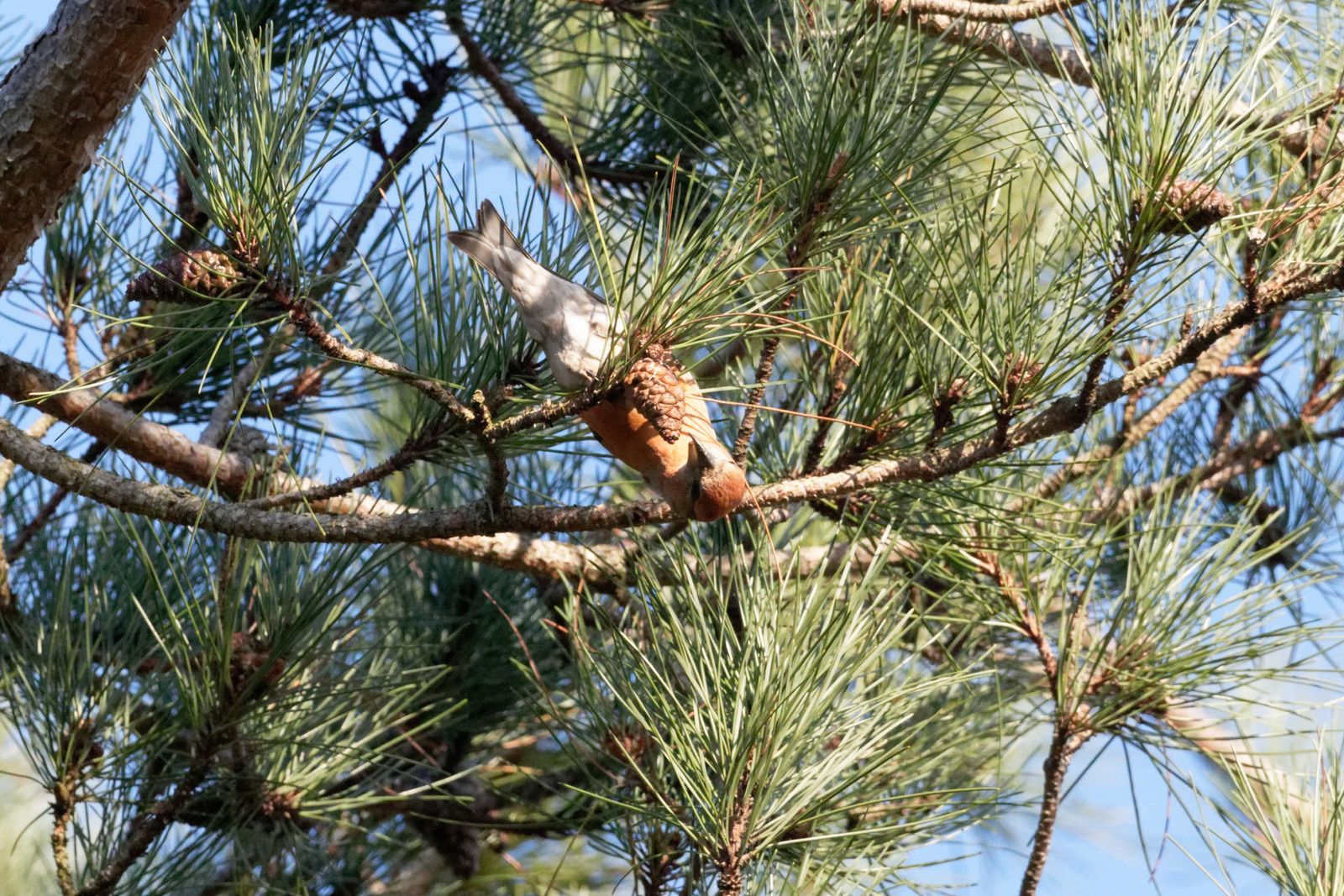 339 - Excitation, fascination et ... admiration ! 22/11/2017