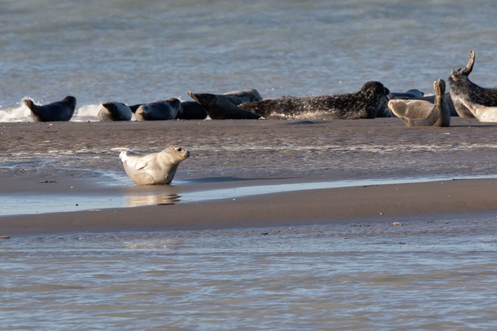 339 - Excitation, fascination et ... admiration ! 22/11/2017