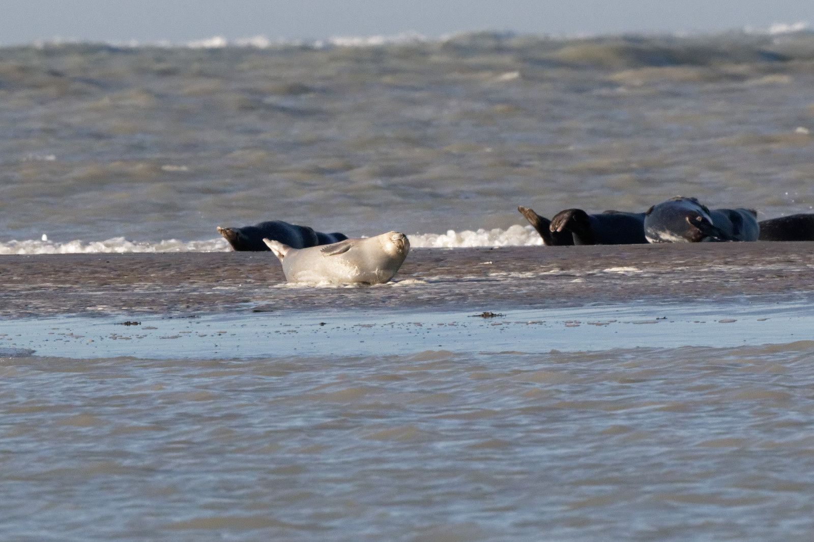 339 - Excitation, fascination et ... admiration ! 22/11/2017