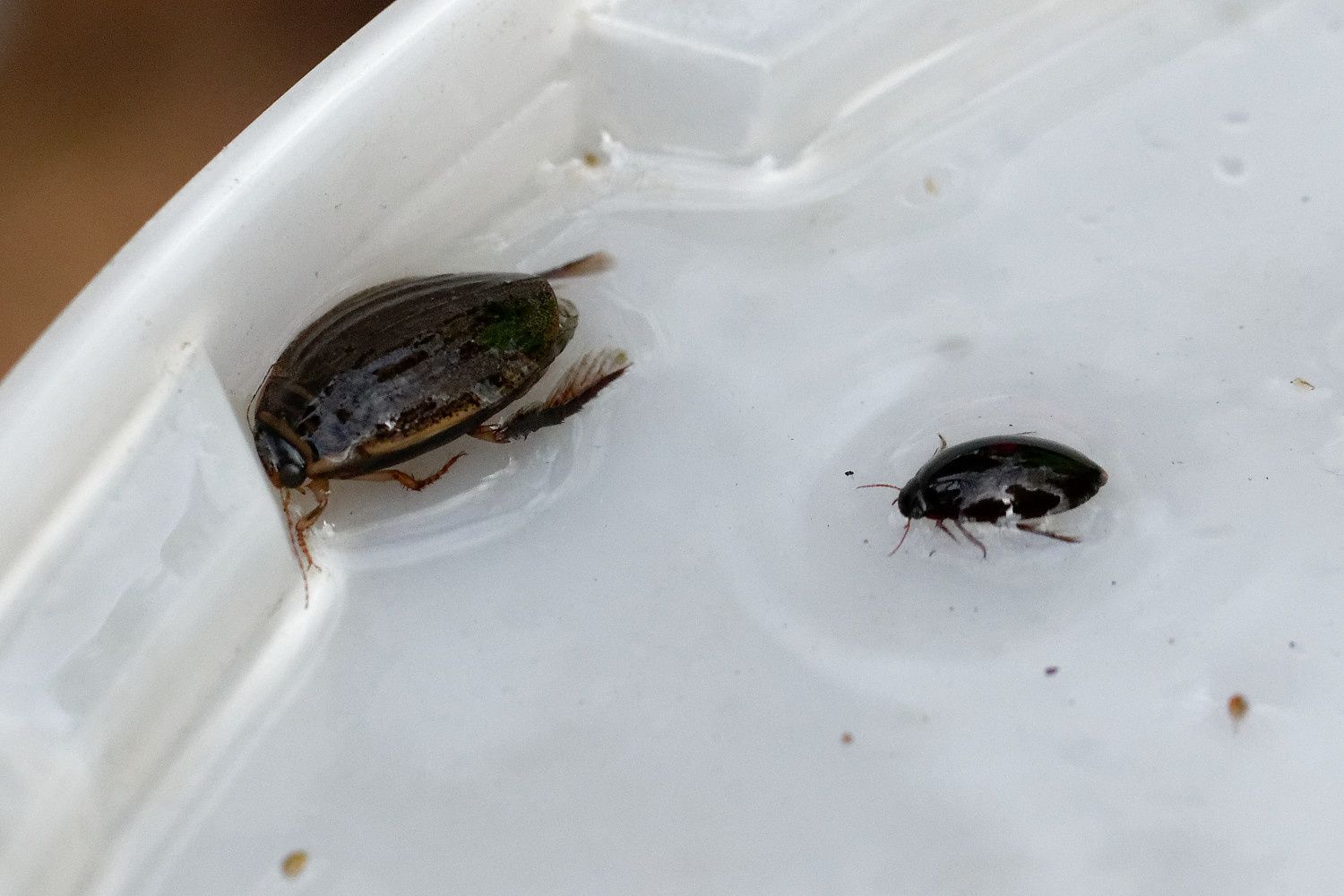 368 - Sortie R.E.N.A.R.D : les Amphibiens en Seine et Marne : 08/04/2018