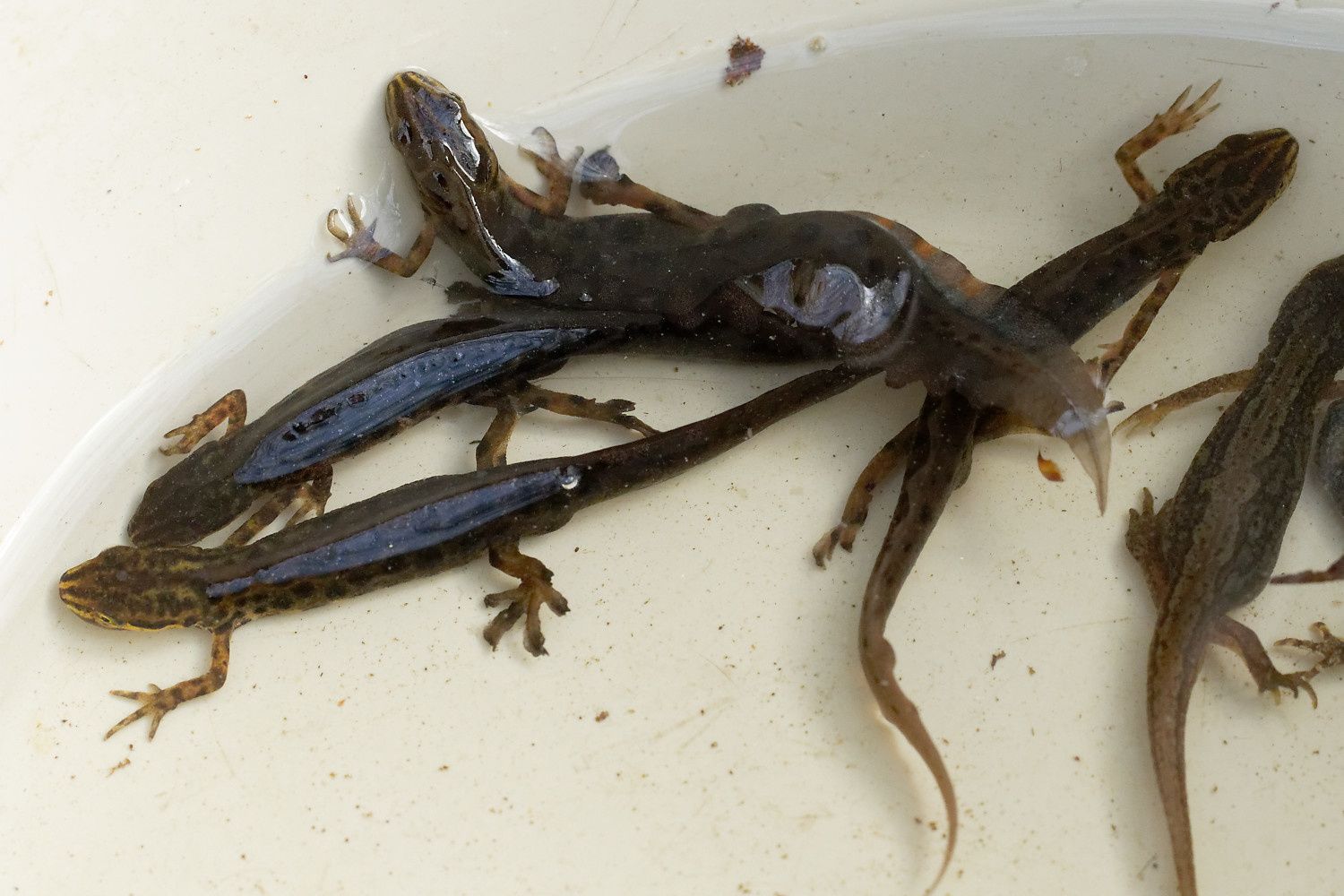 368 - Sortie R.E.N.A.R.D : les Amphibiens en Seine et Marne : 08/04/2018