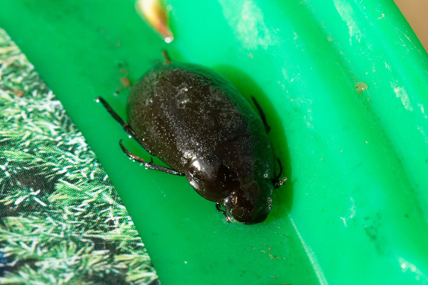 368 - Sortie R.E.N.A.R.D : les Amphibiens en Seine et Marne : 08/04/2018