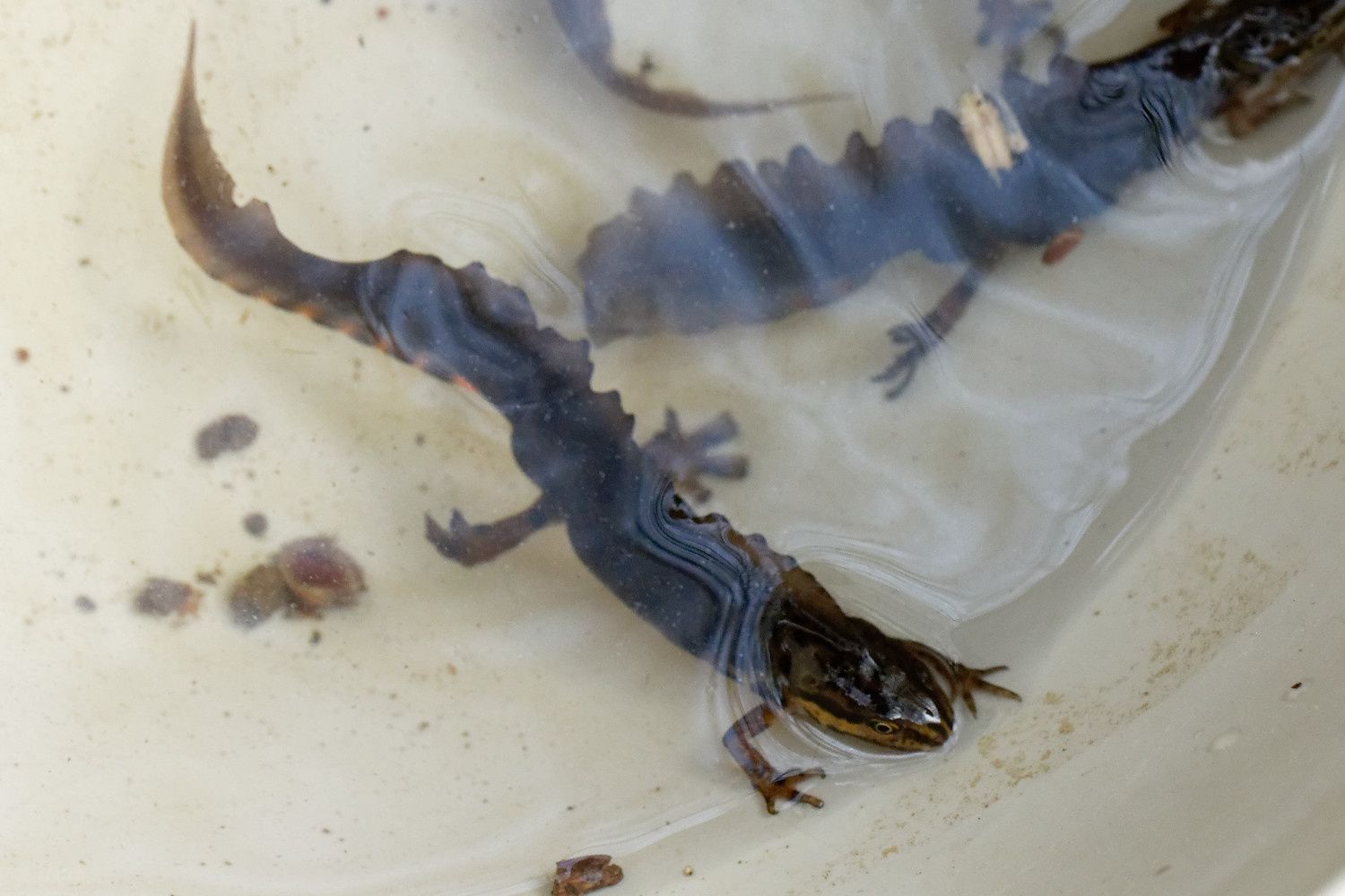 Tritons ponctués mâles