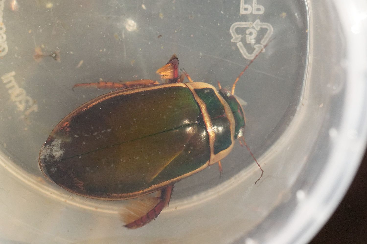 368 - Sortie R.E.N.A.R.D : les Amphibiens en Seine et Marne : 08/04/2018