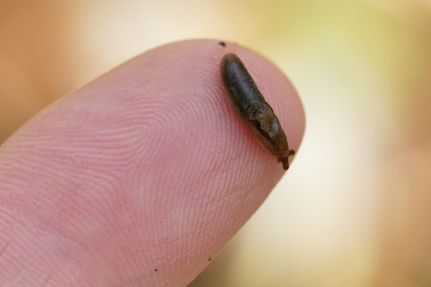 368 - Sortie R.E.N.A.R.D : les Amphibiens en Seine et Marne : 08/04/2018