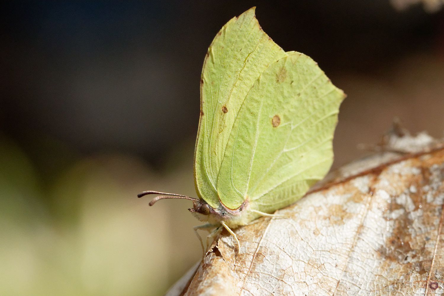 368 - Sortie R.E.N.A.R.D : les Amphibiens en Seine et Marne : 08/04/2018